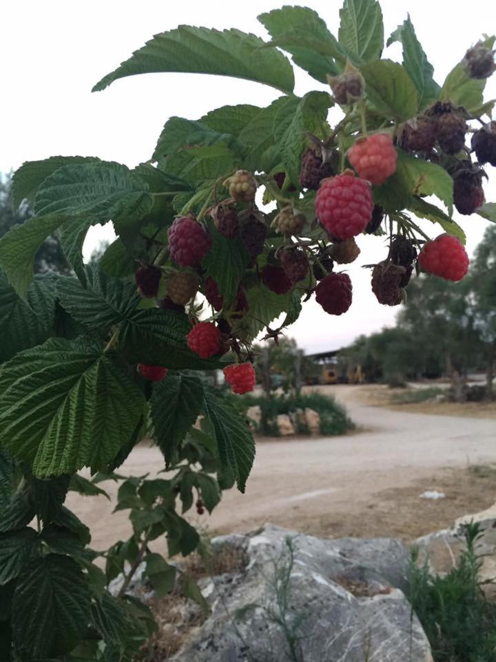 Agriturismo Armienti view 5