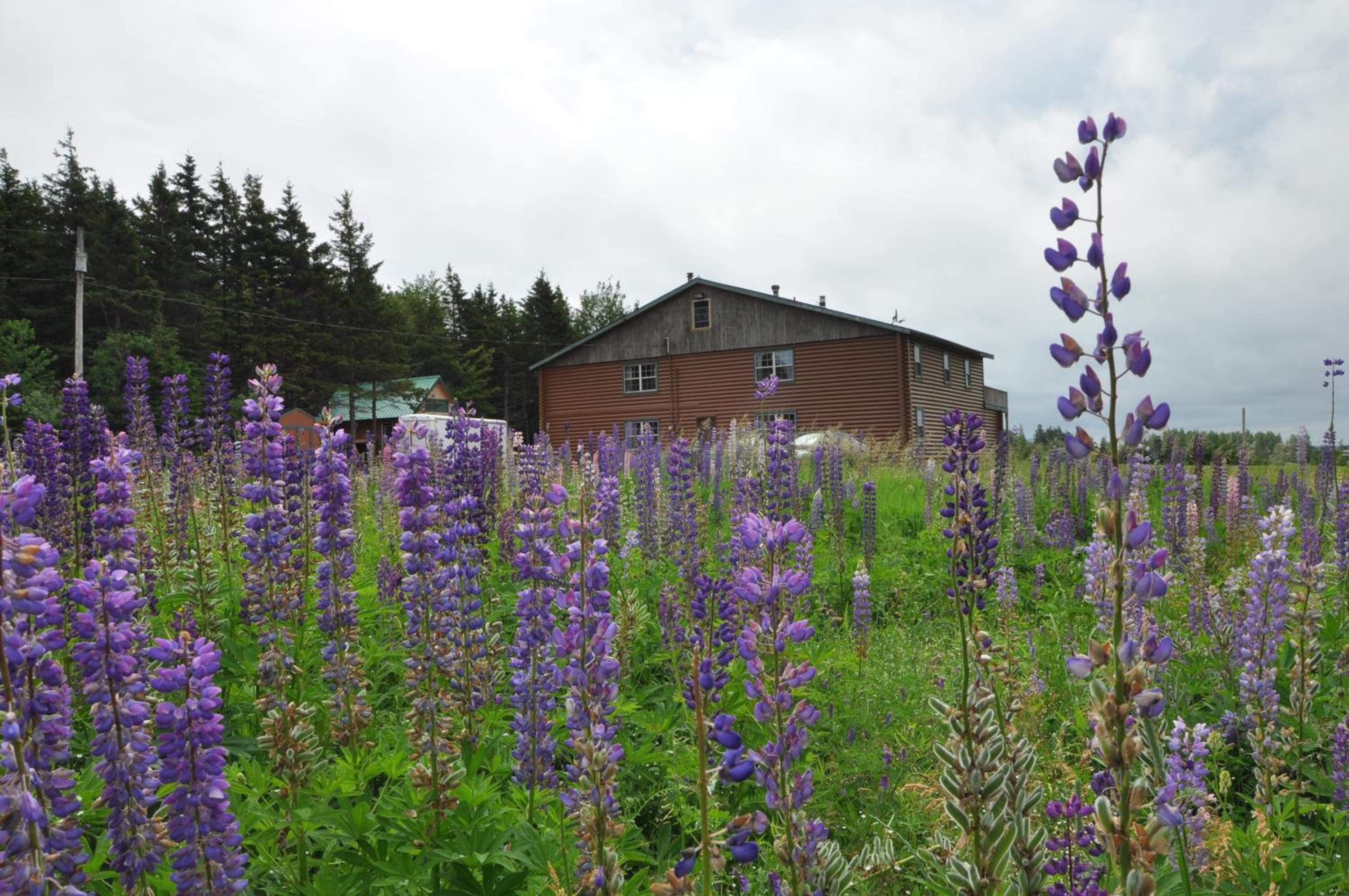 Powley's Wild Goose Lodge