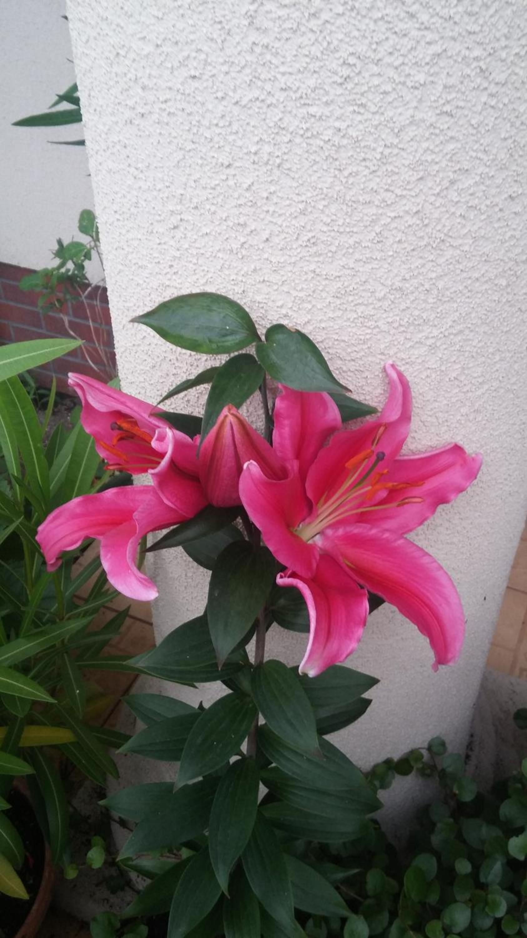 Photo 48