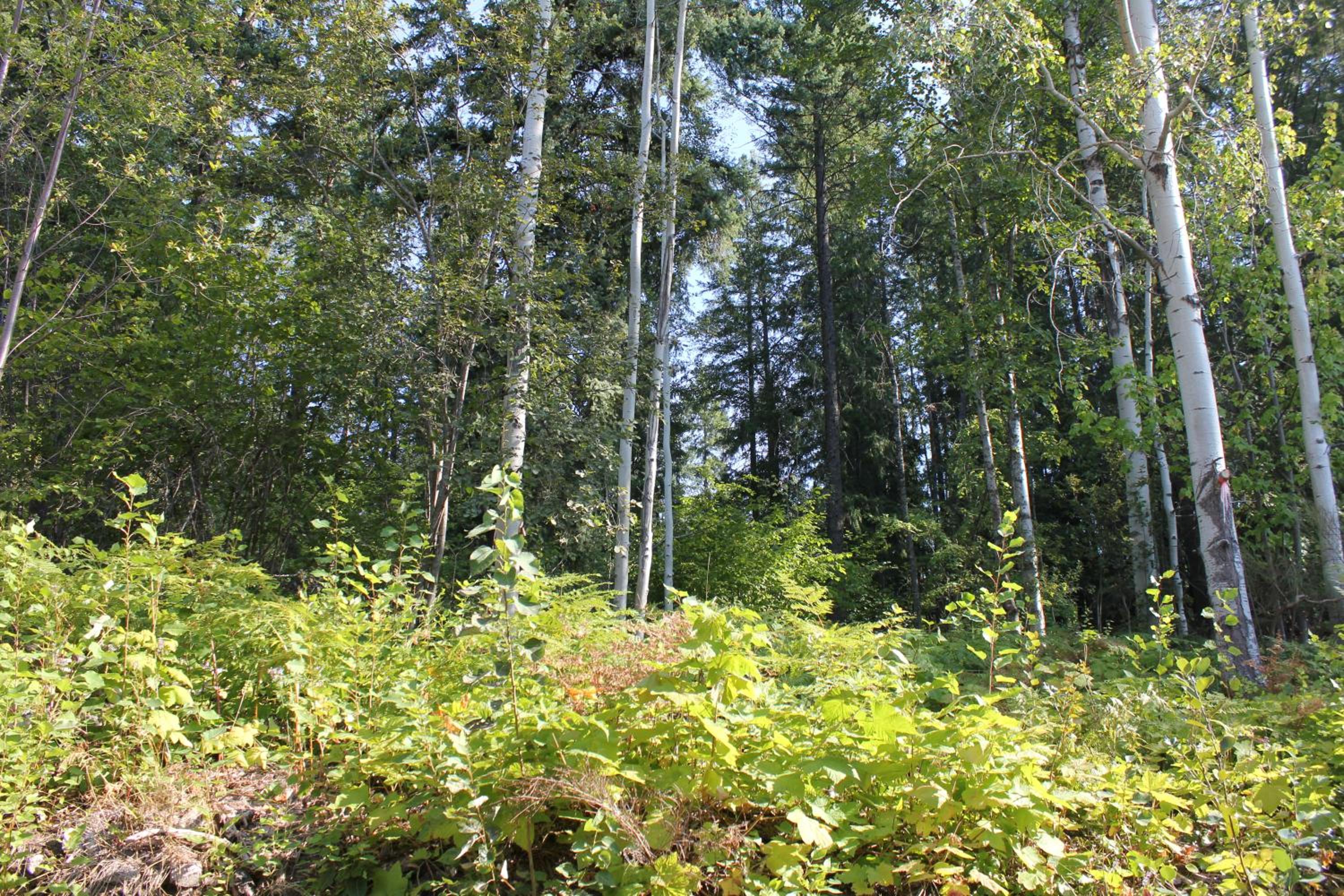 Photo 49