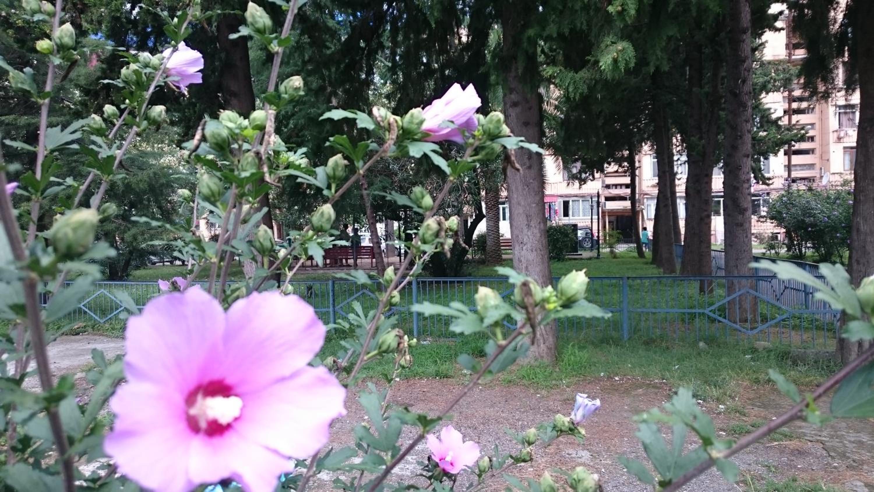 Comfortable Apartment in Batumi