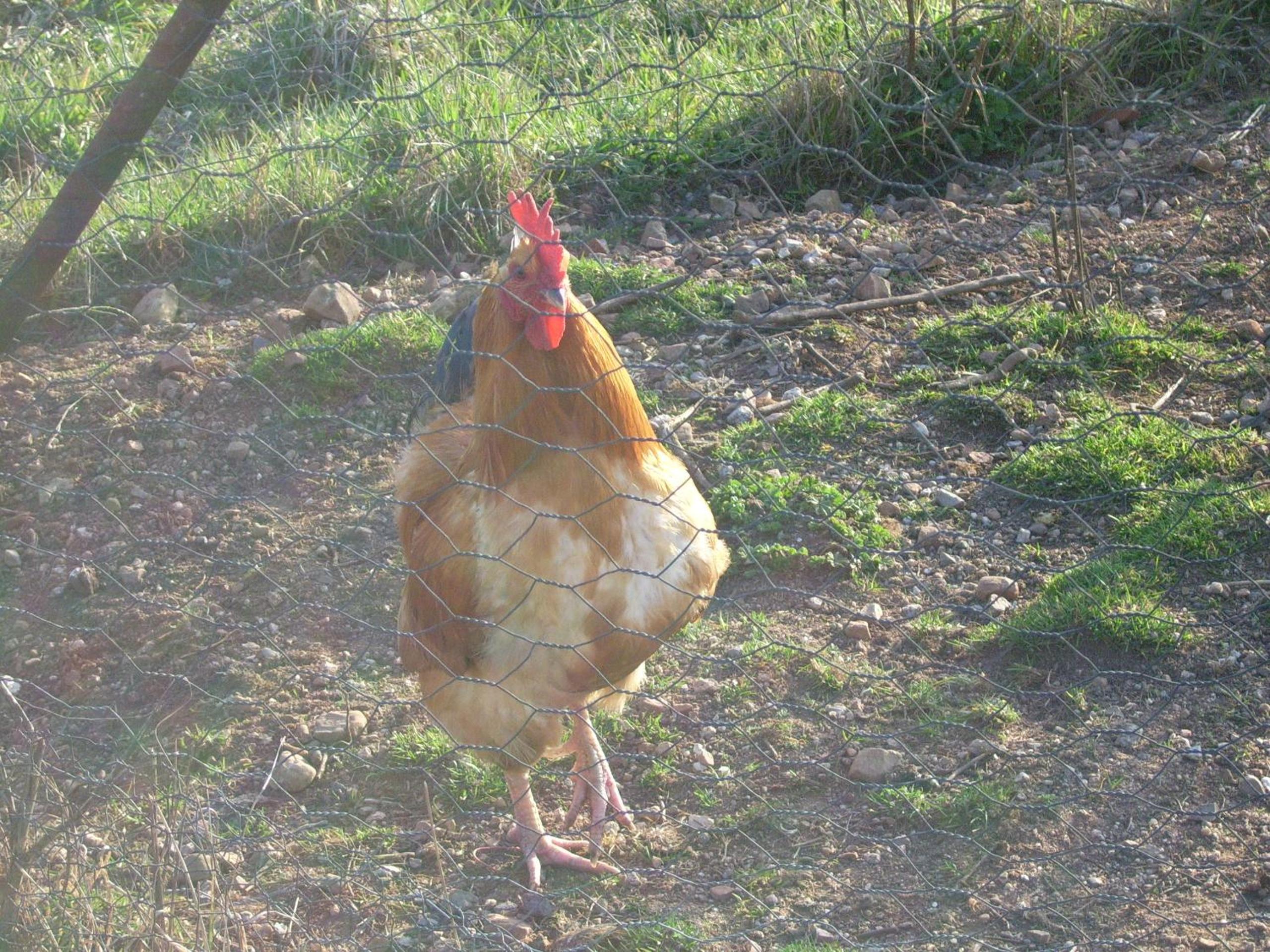 Studio nature a la ferme