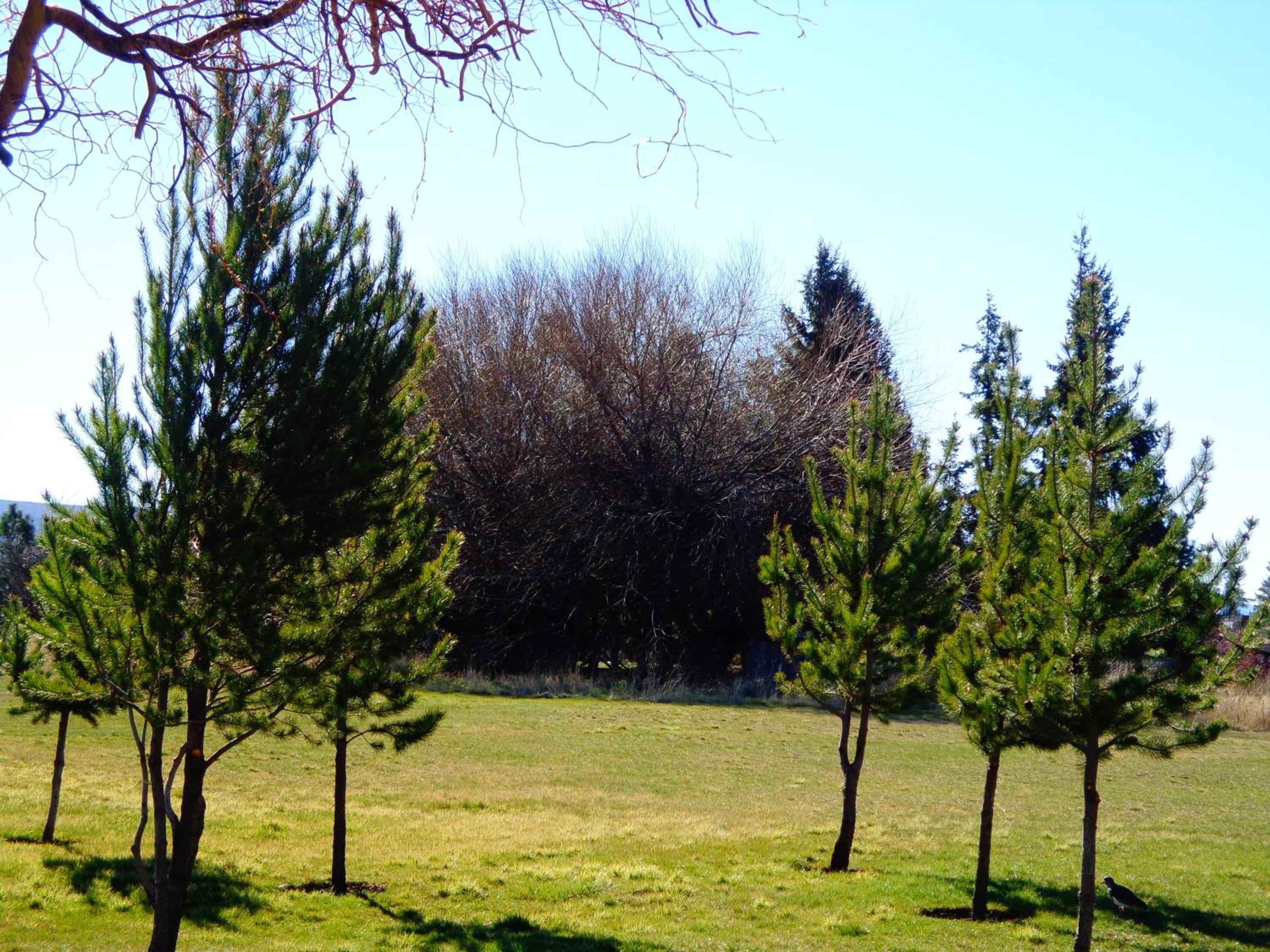 Cabañas Atrapasueños