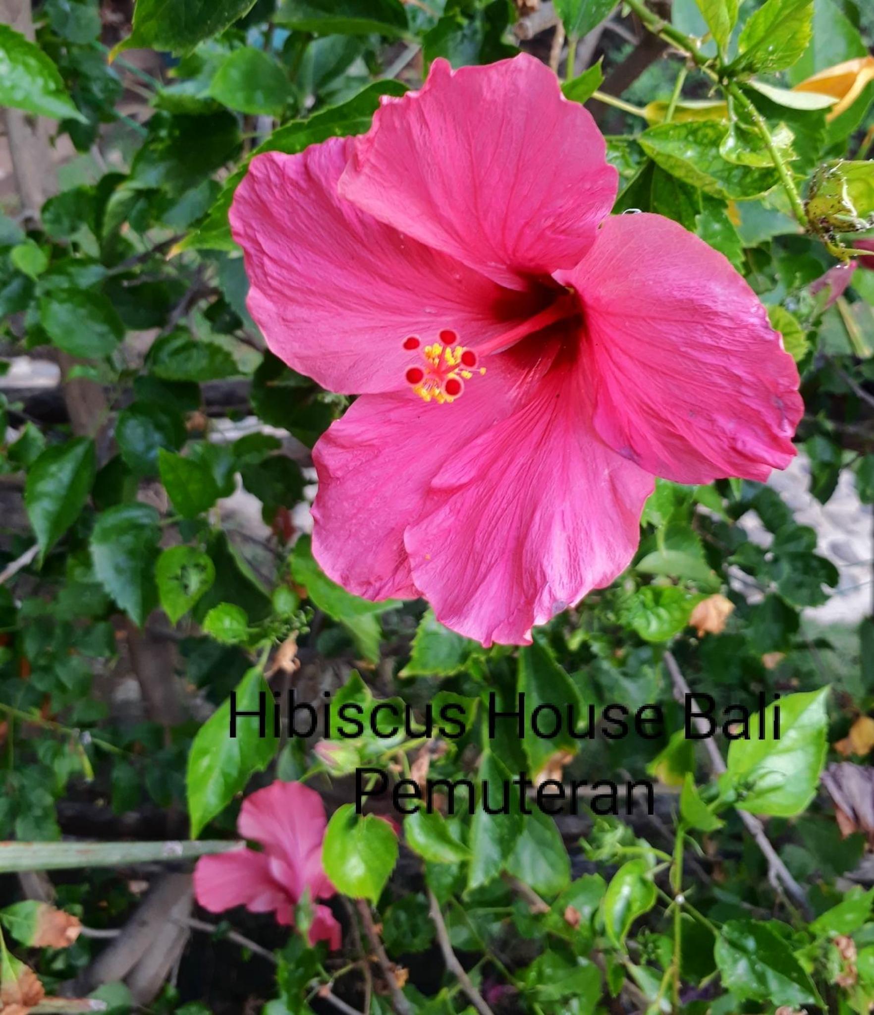 Photo 48