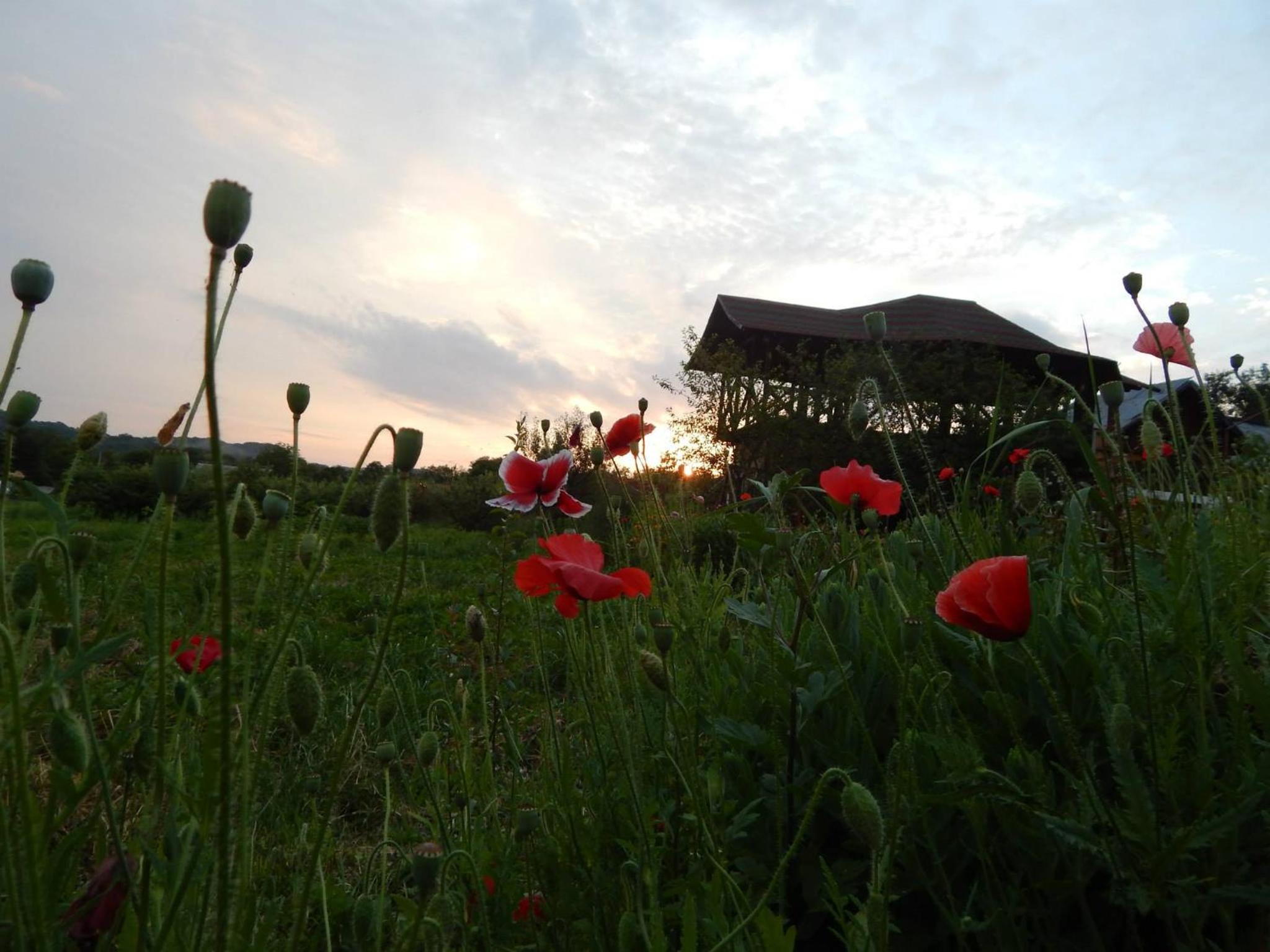 Pensiunea Paradis view 5