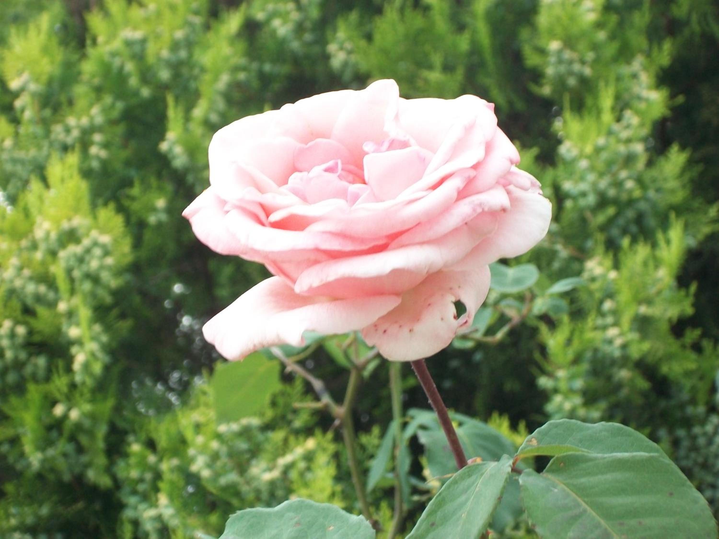 Photo 6
