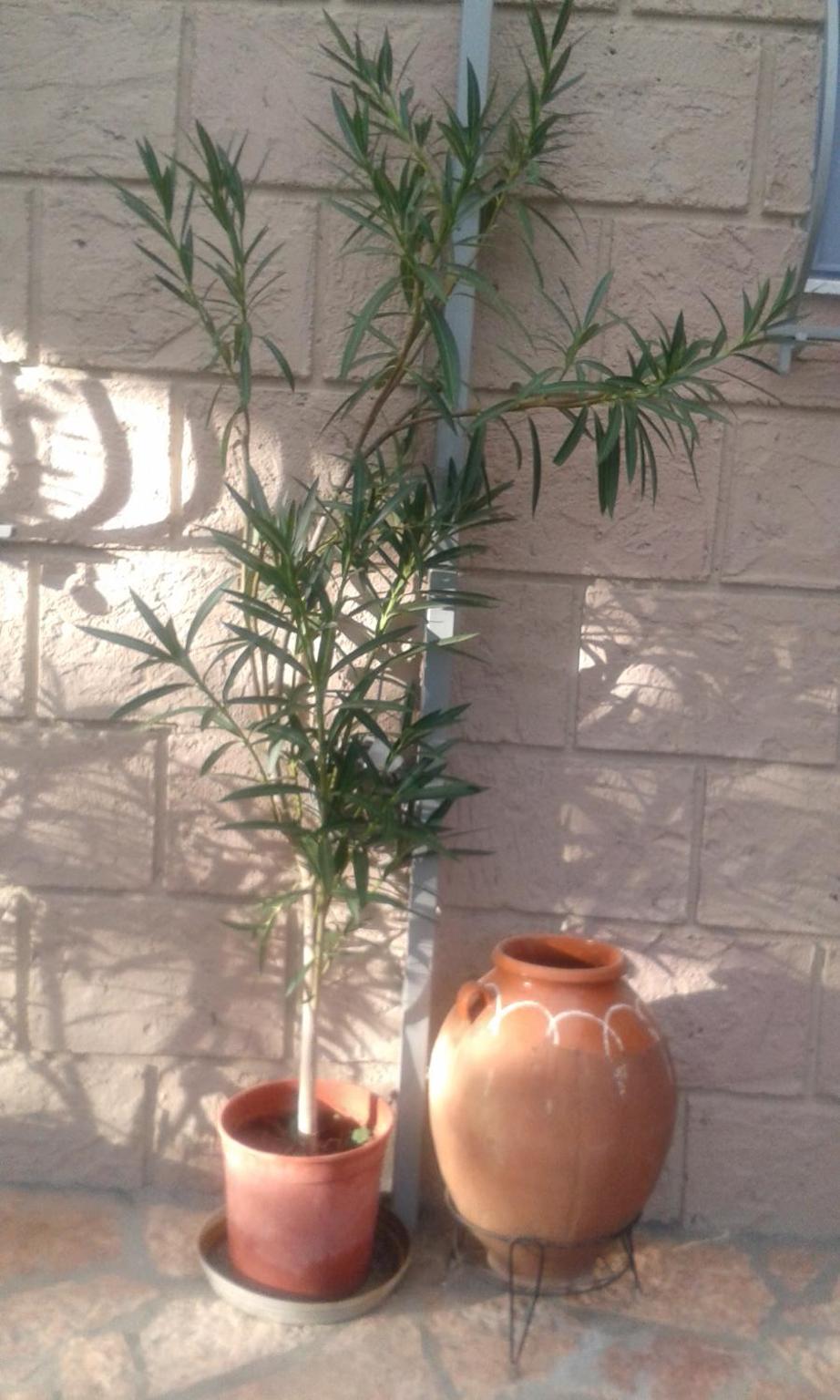 Photo 32