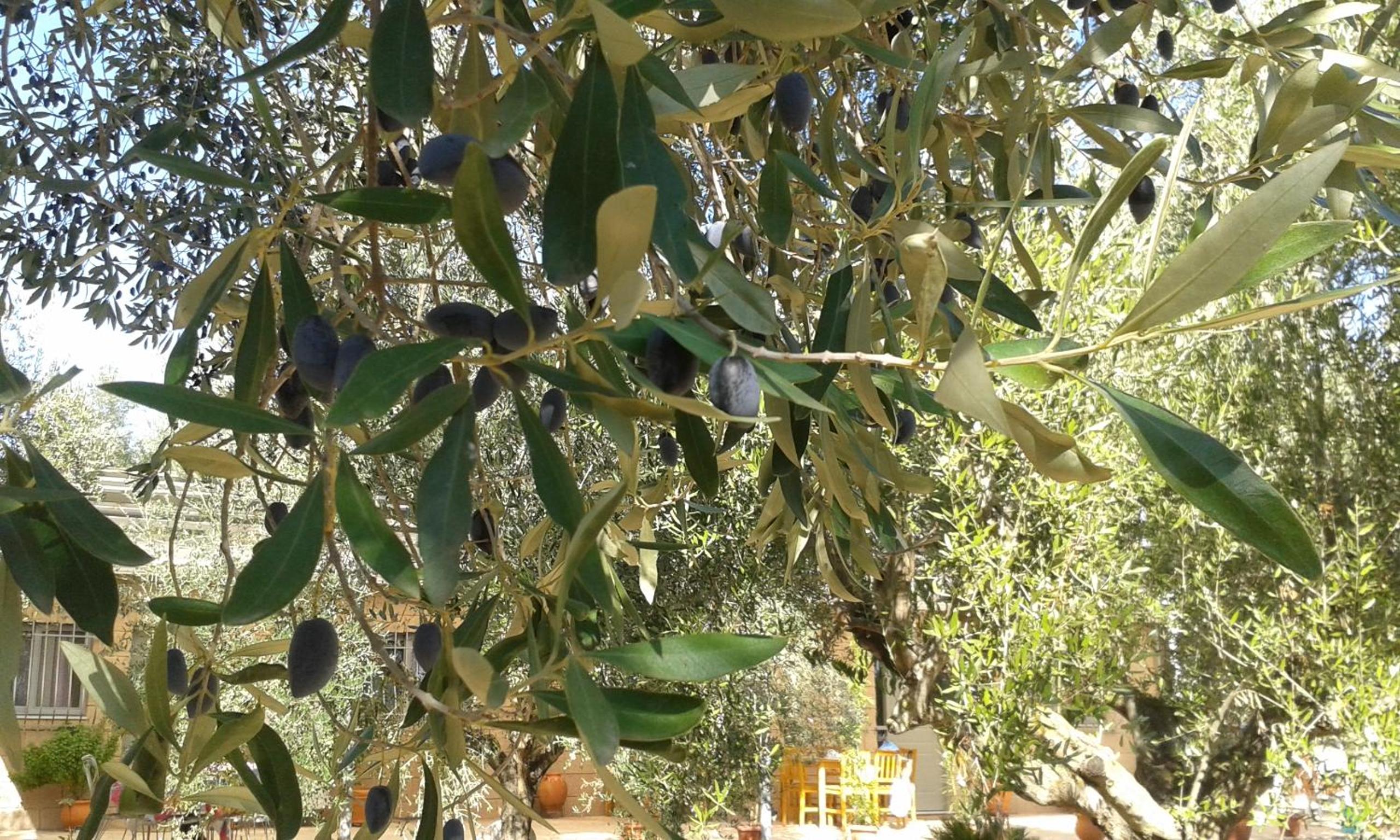 Photo 13