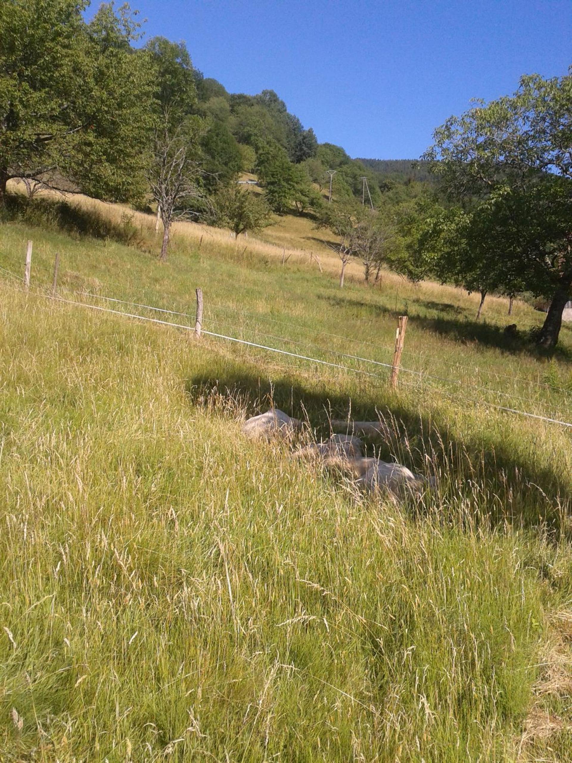 Photo 37