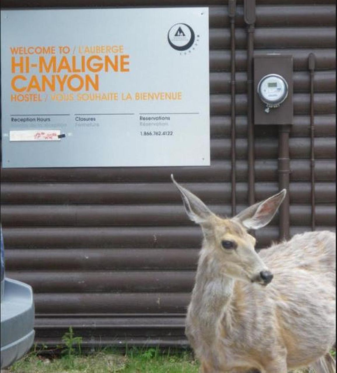 HI Maligne Canyon - Hostel