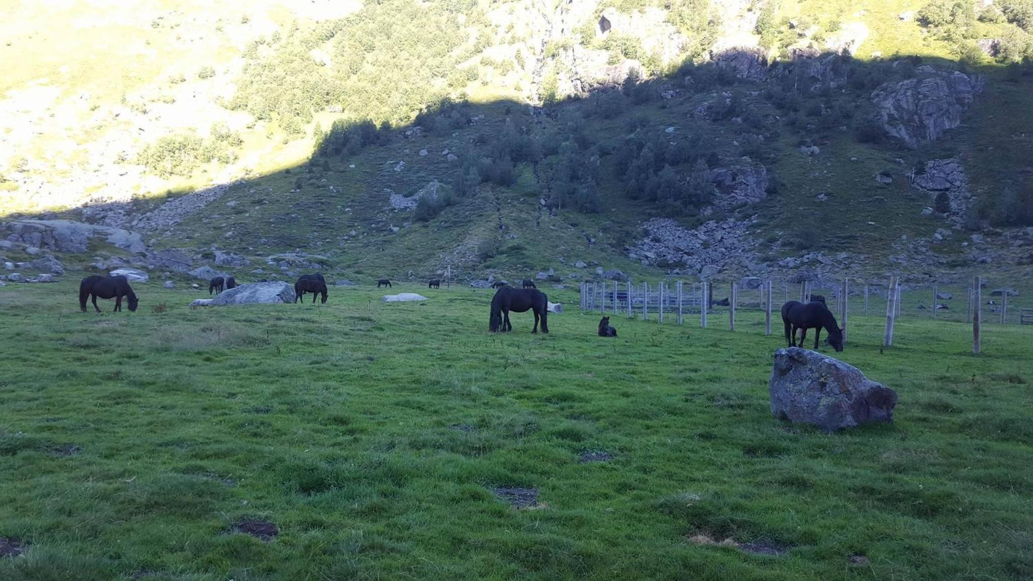 Les FEICHES et MARGUERITES