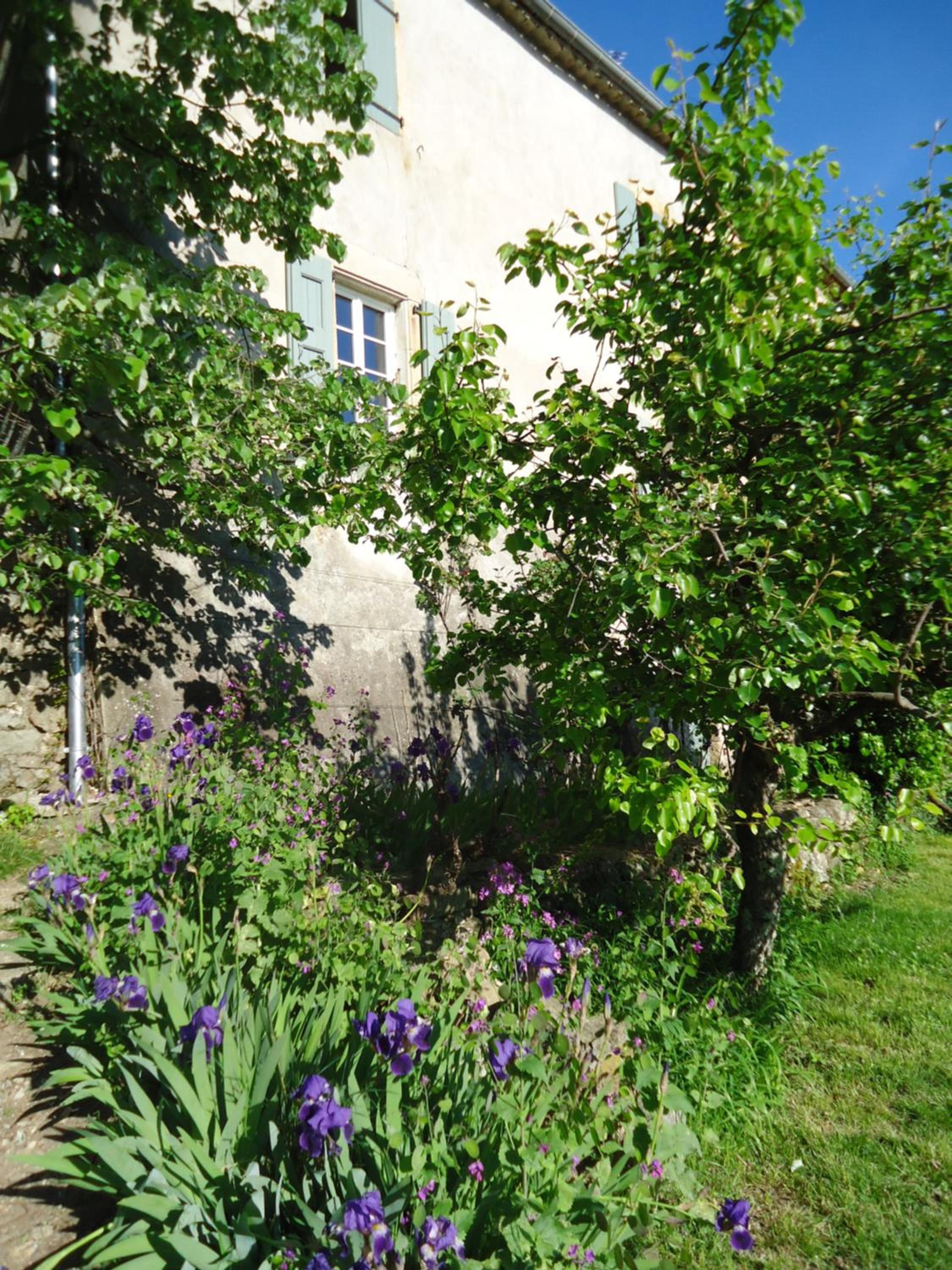 Le vieux tilleul