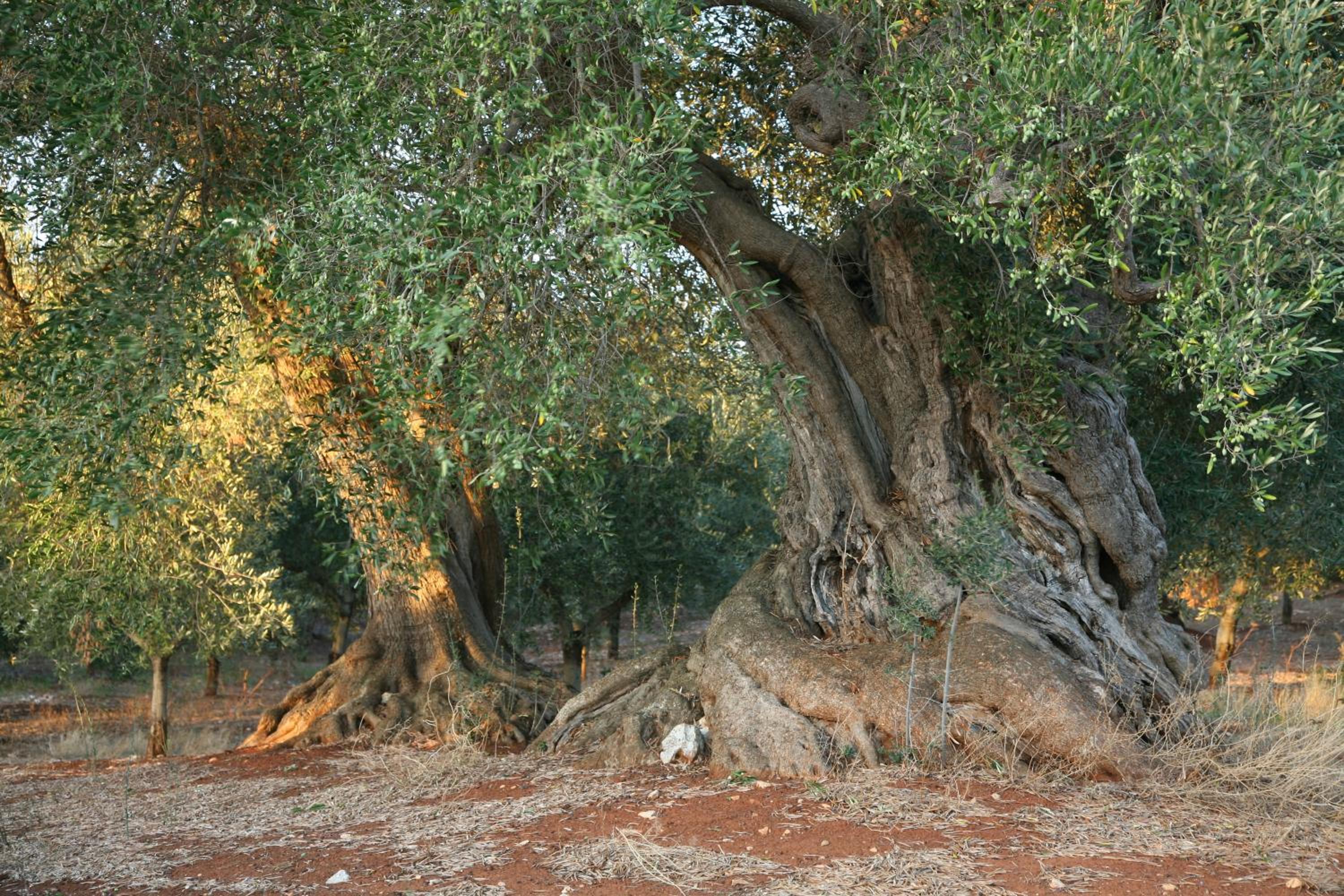 Masseria Montecchie