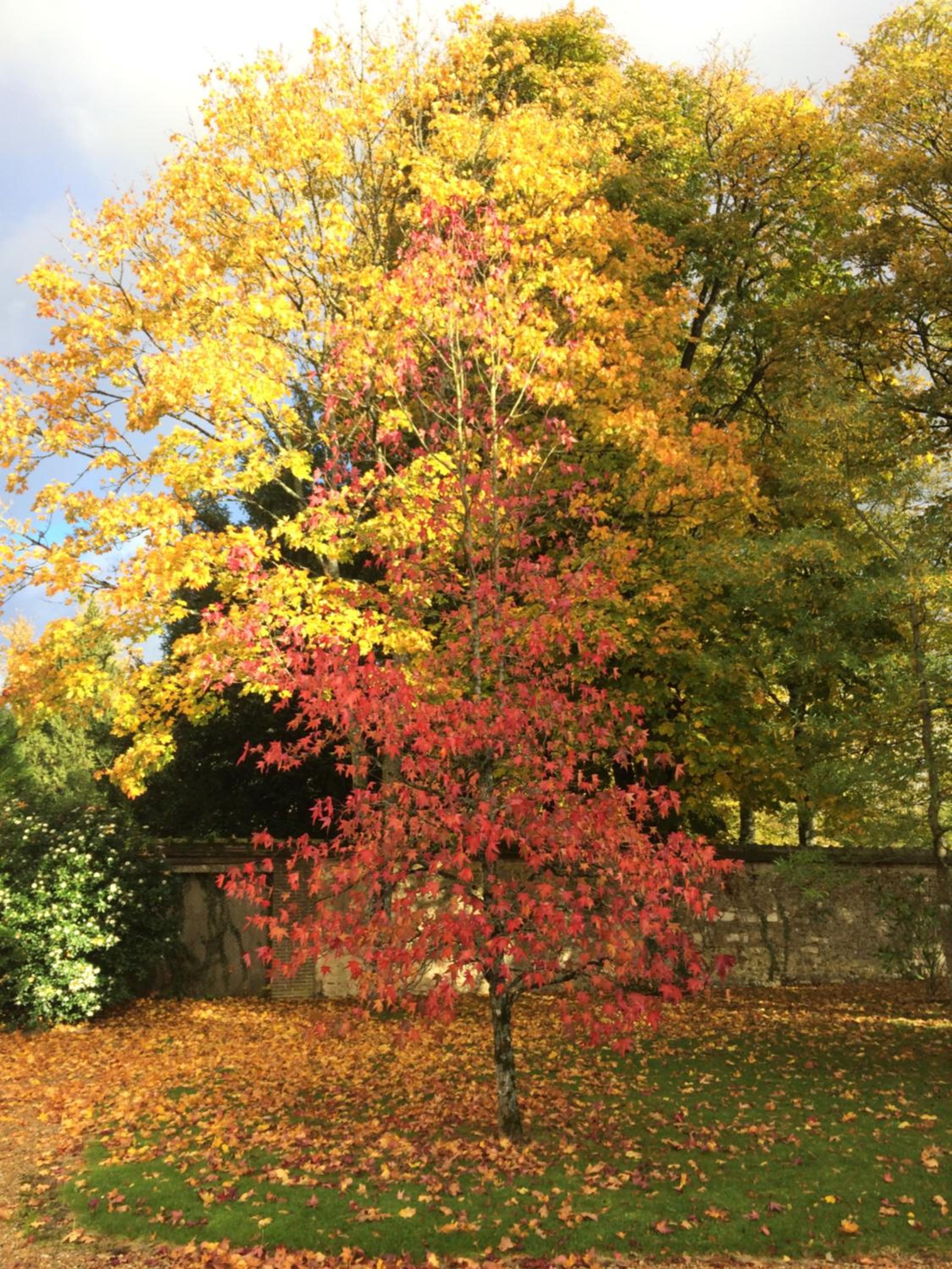 Les Couleurs du Verger