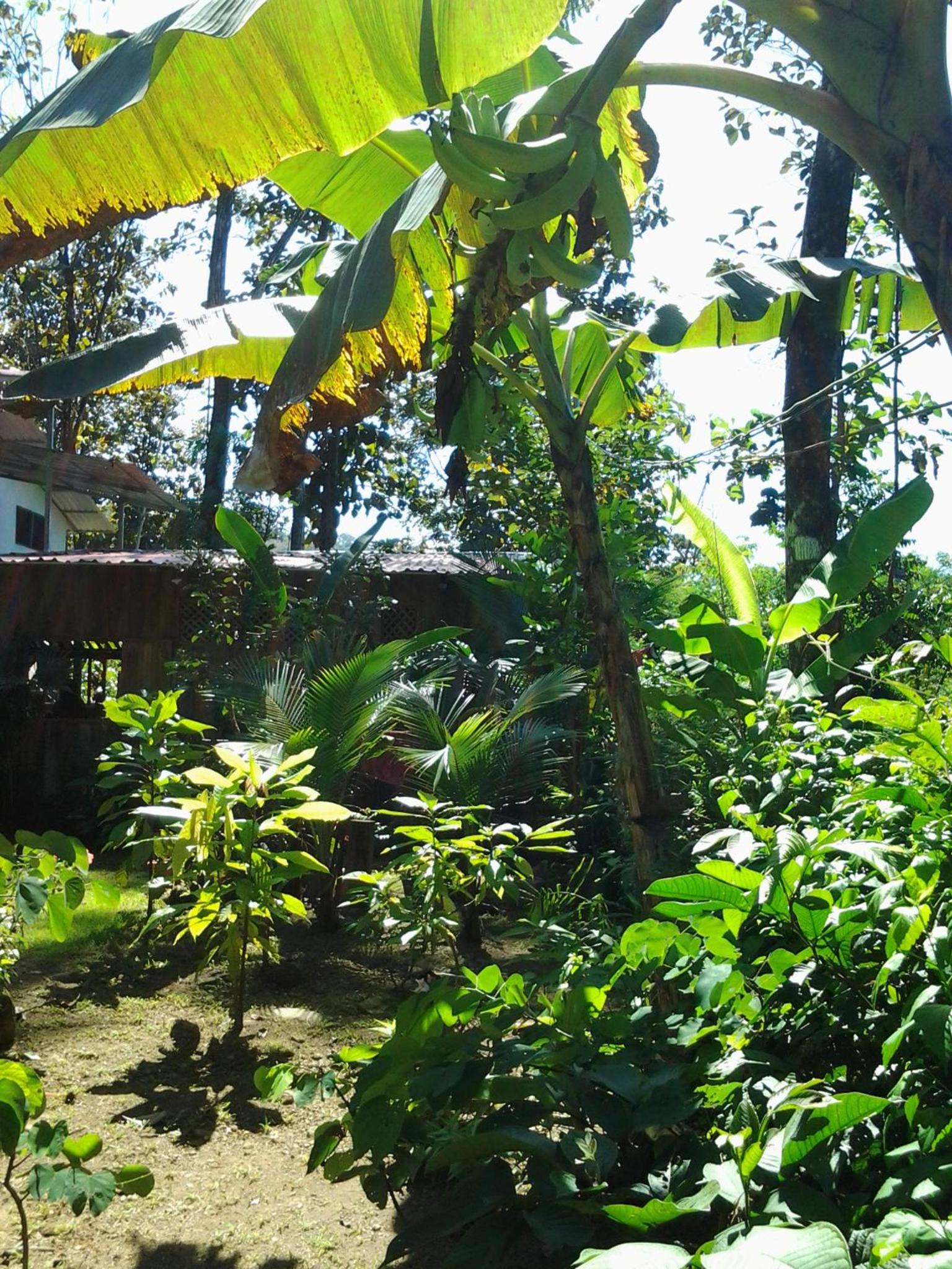 Osa de Rio