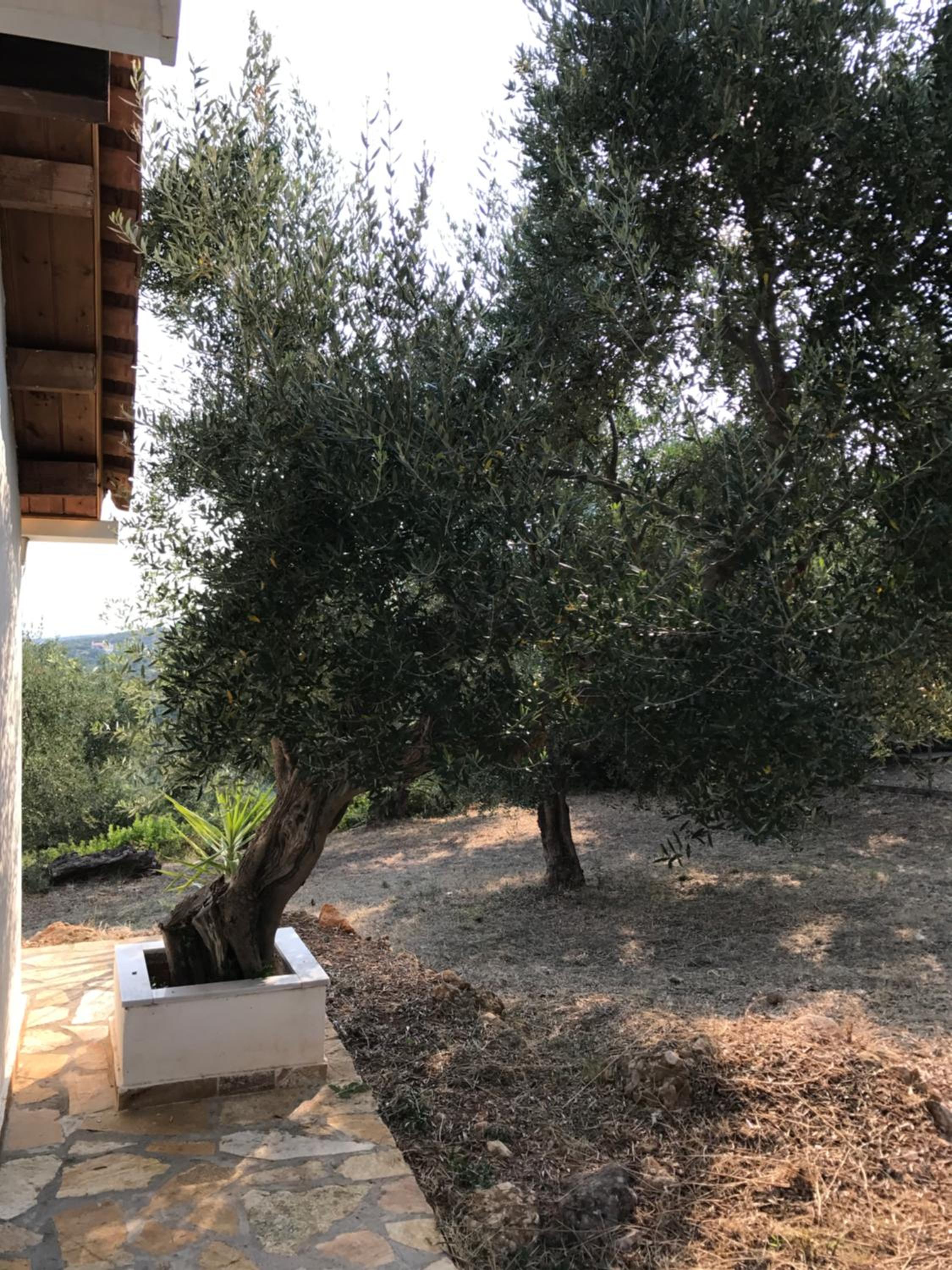 Ferienhaus Olive Garden