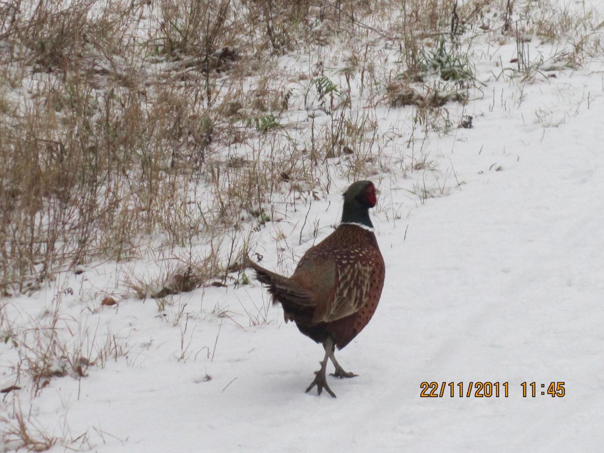 Photo 43
