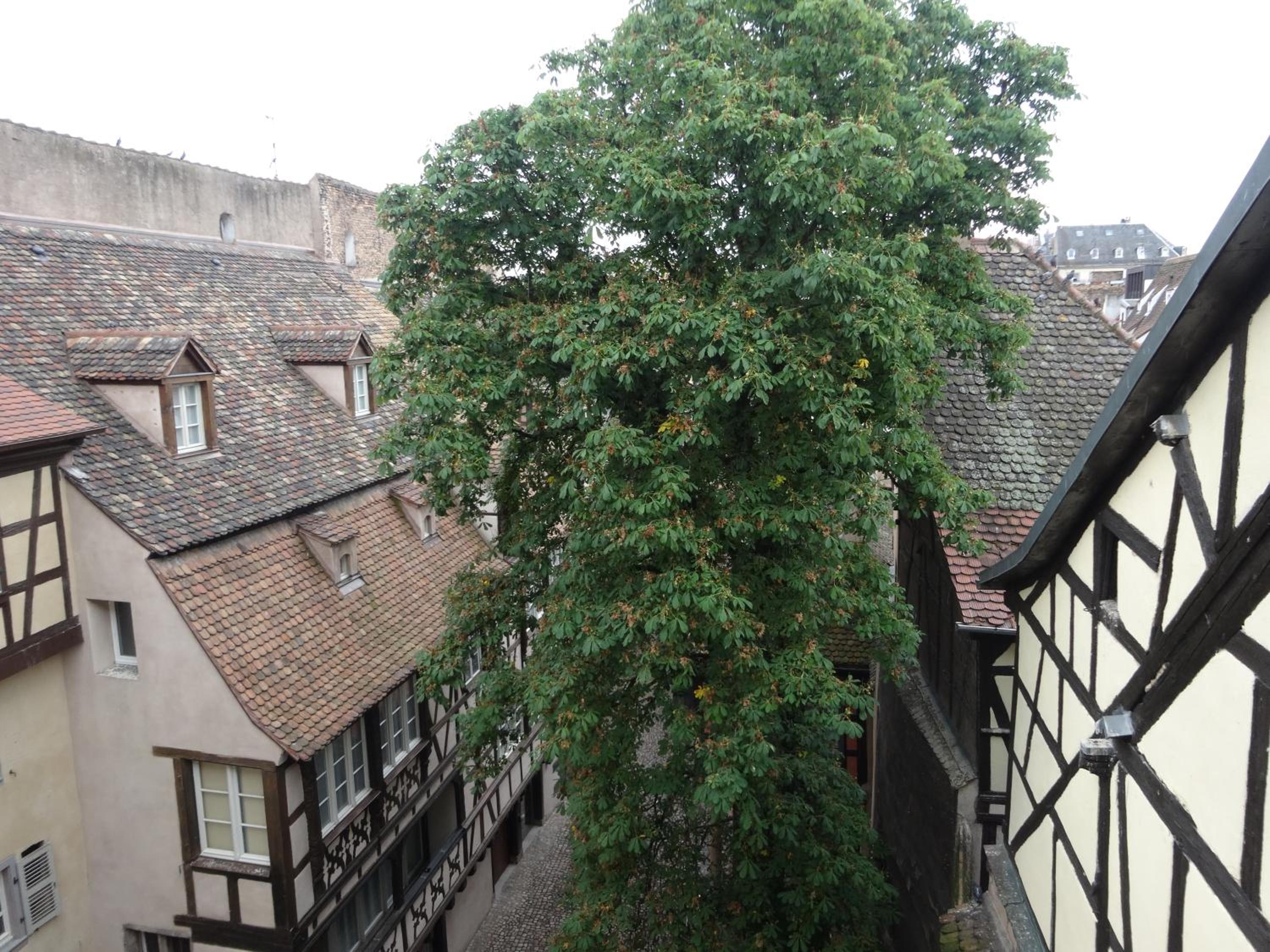 A L'ill - Apparts & Studios Strasbourg Hyper Centre view 4