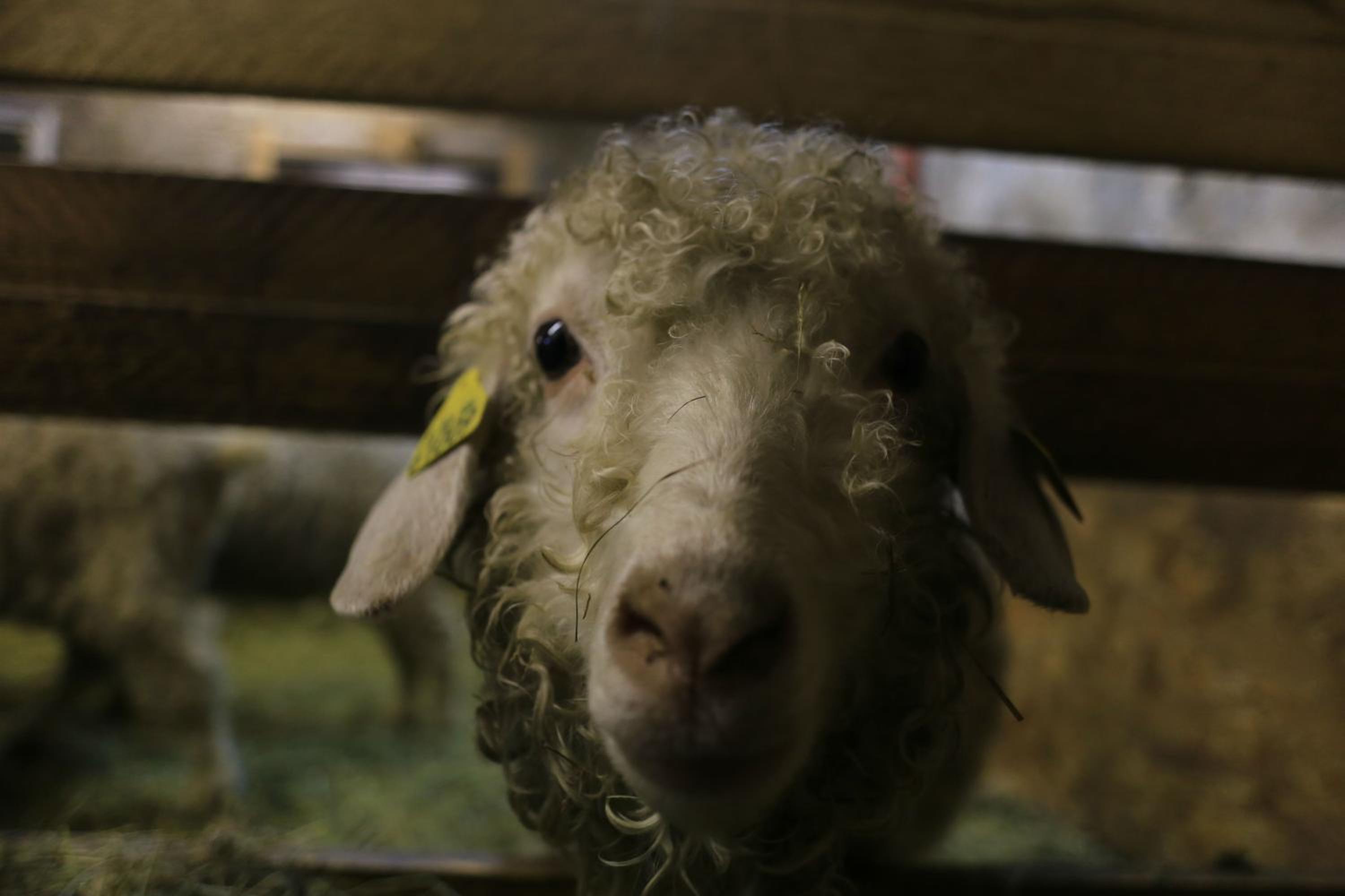 La Ferme sous les Hiez