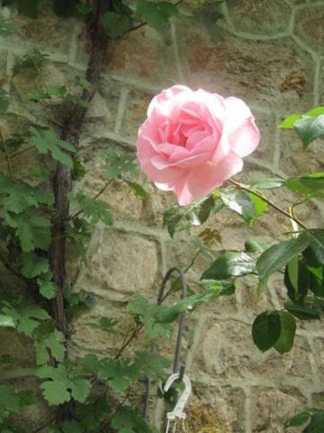 Photo 50