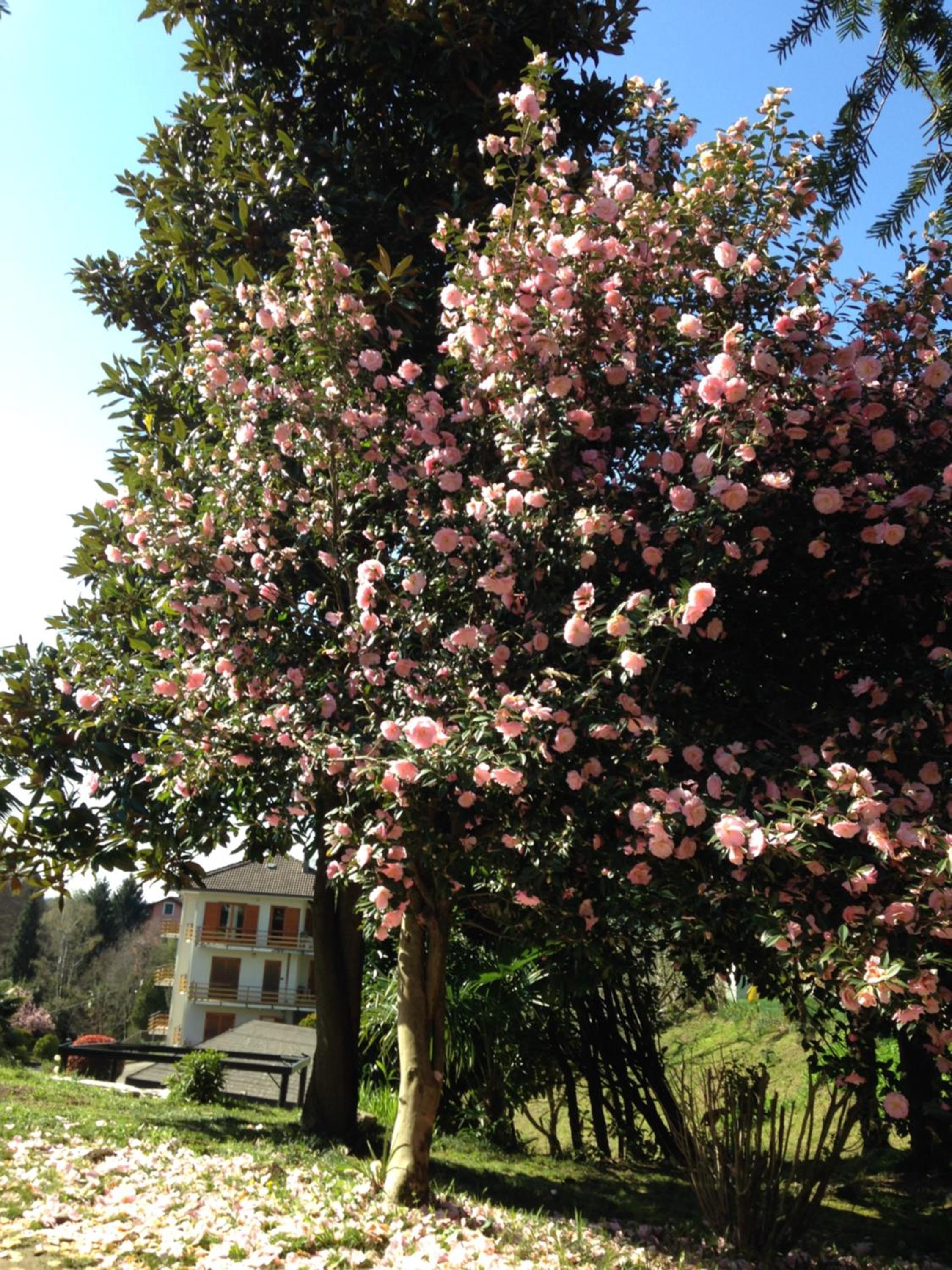 Appartamento La Camelia view 3