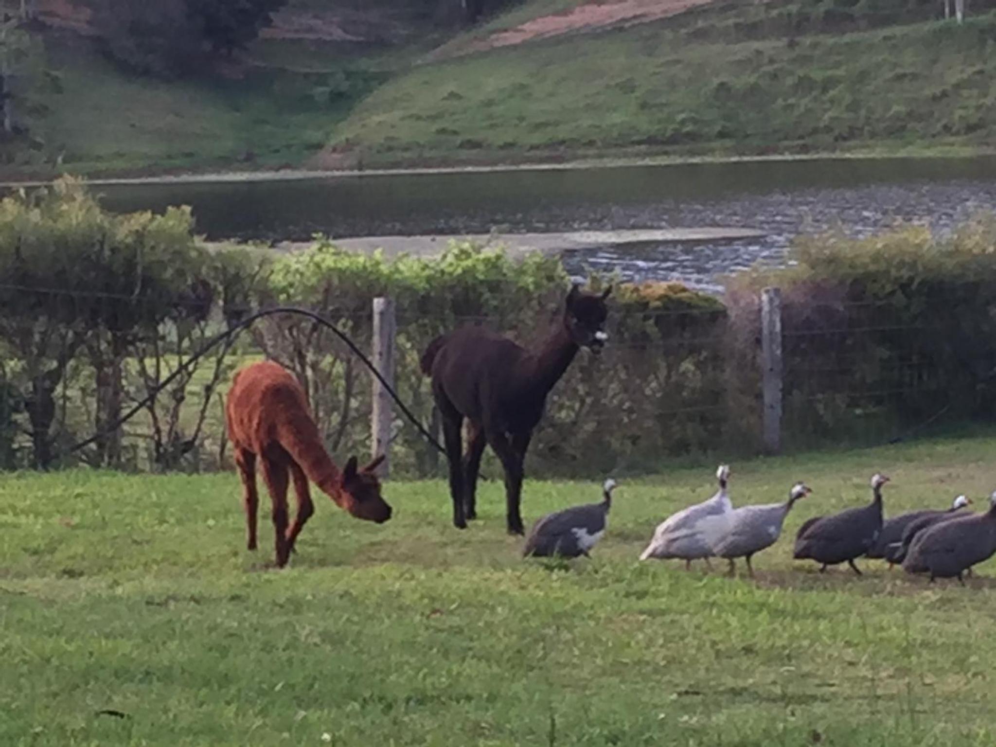 CedarBrae Country Stay - Property Image 3