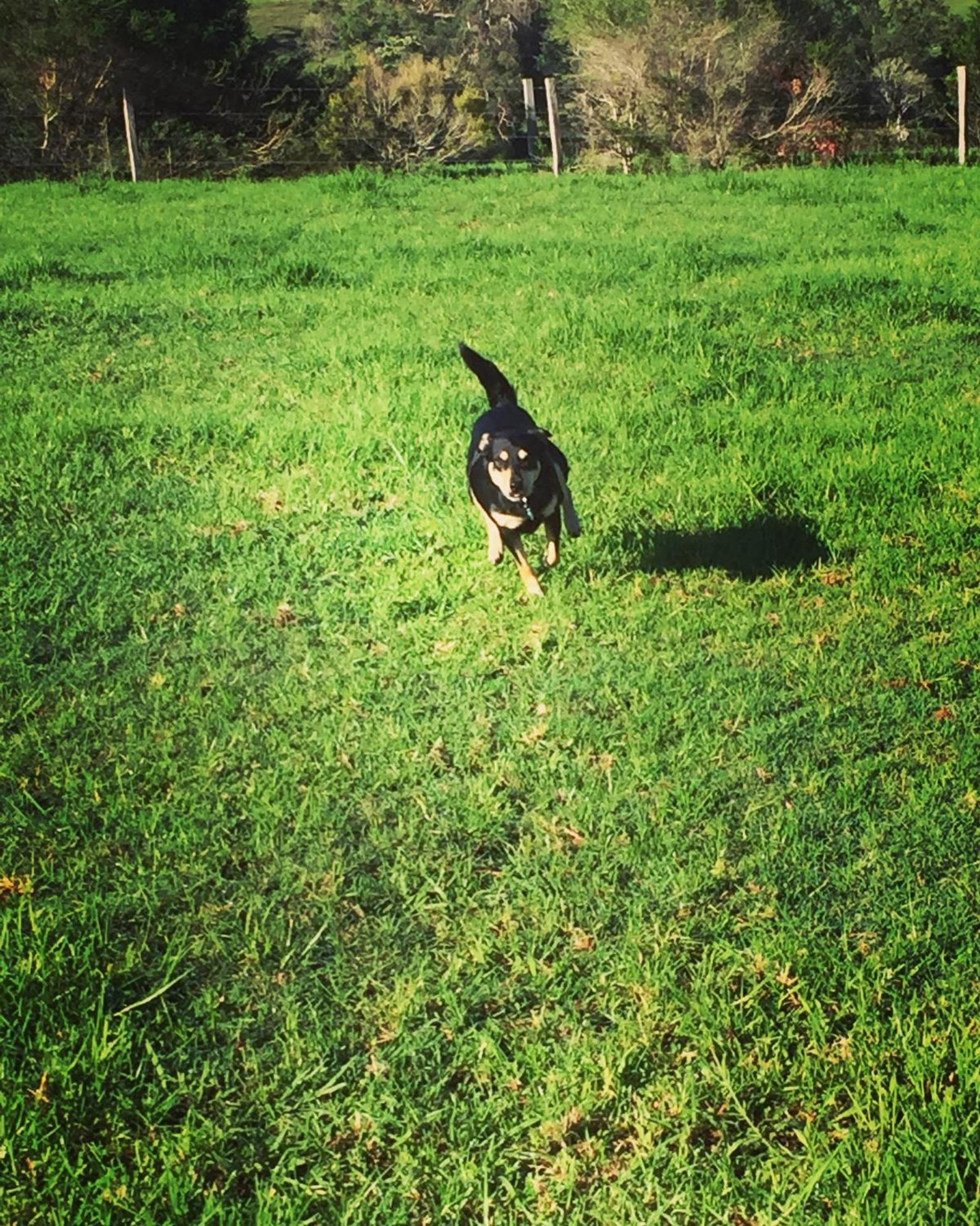 CedarBrae Country Stay - Property Image 4