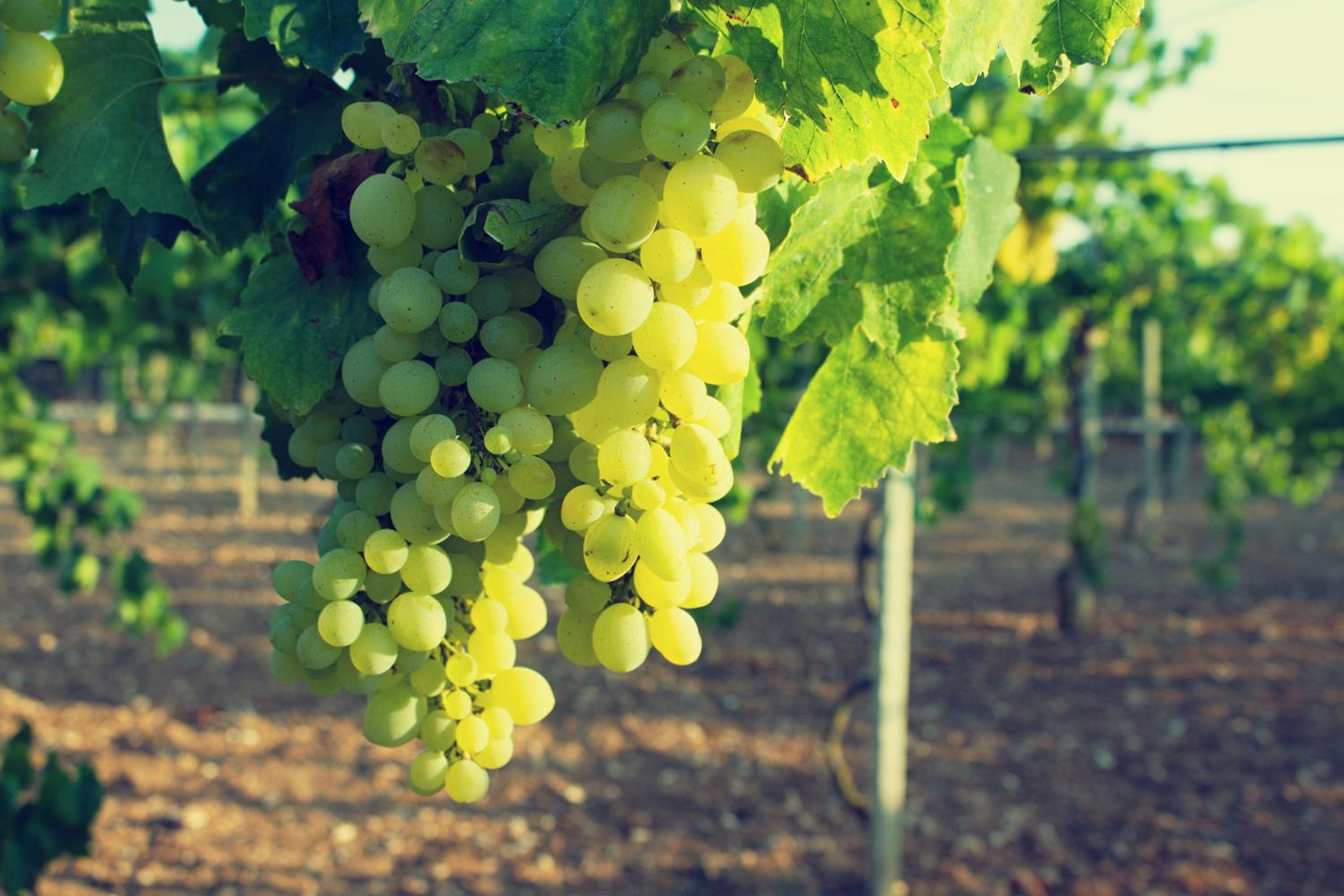 Agriturismo Terra Rossa