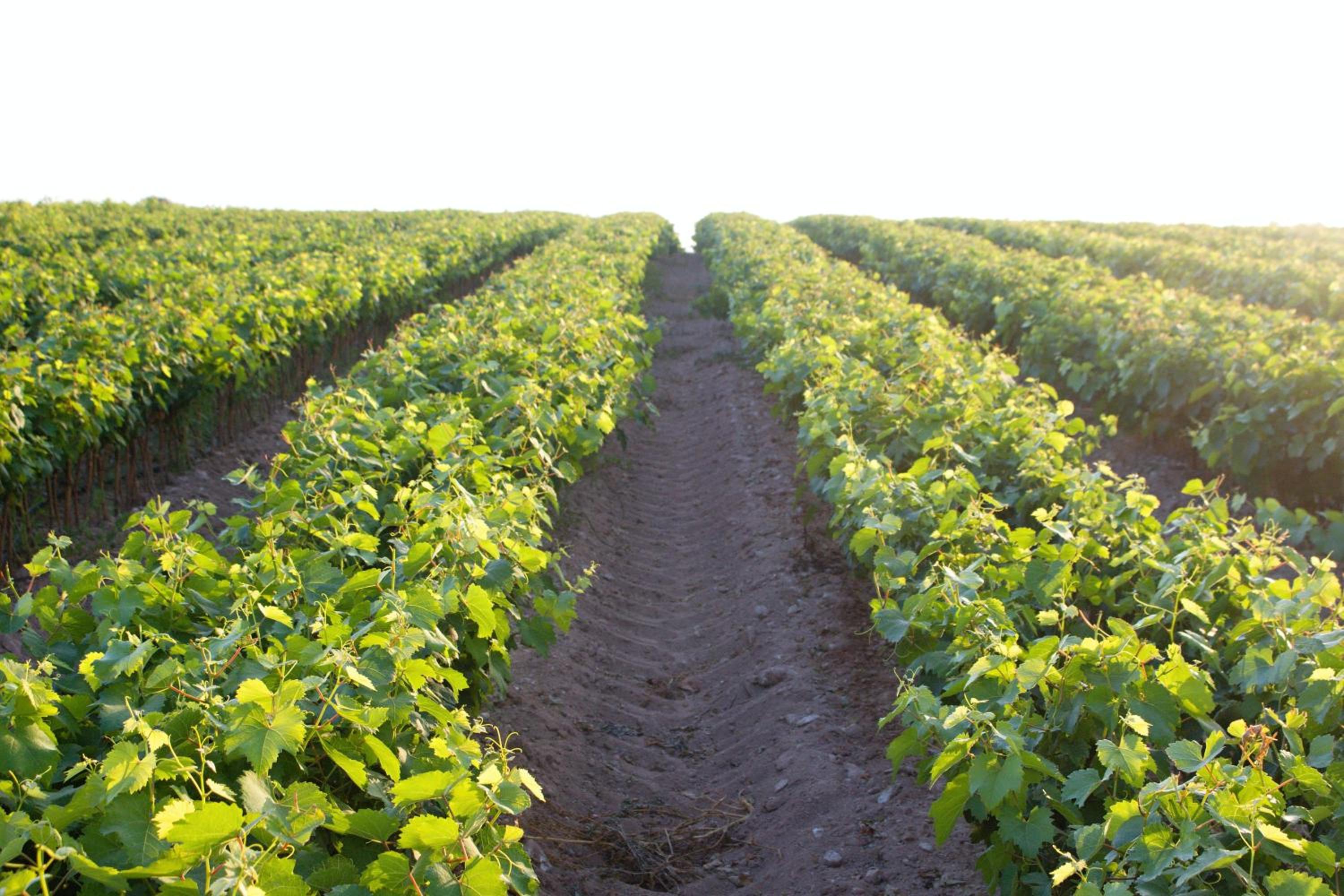 Agriturismo Terra Rossa