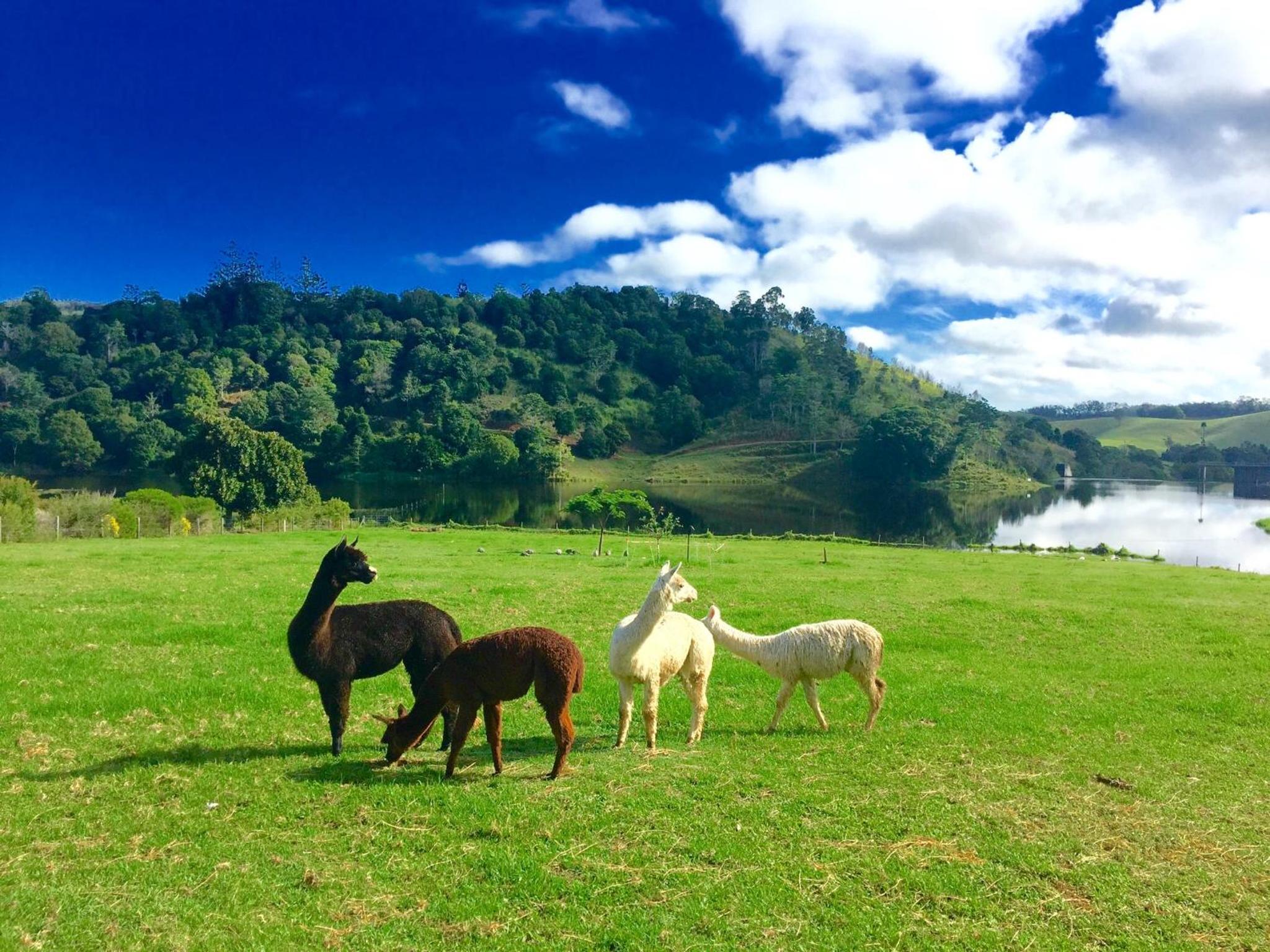 CedarBrae Country Stay - Property Image 5