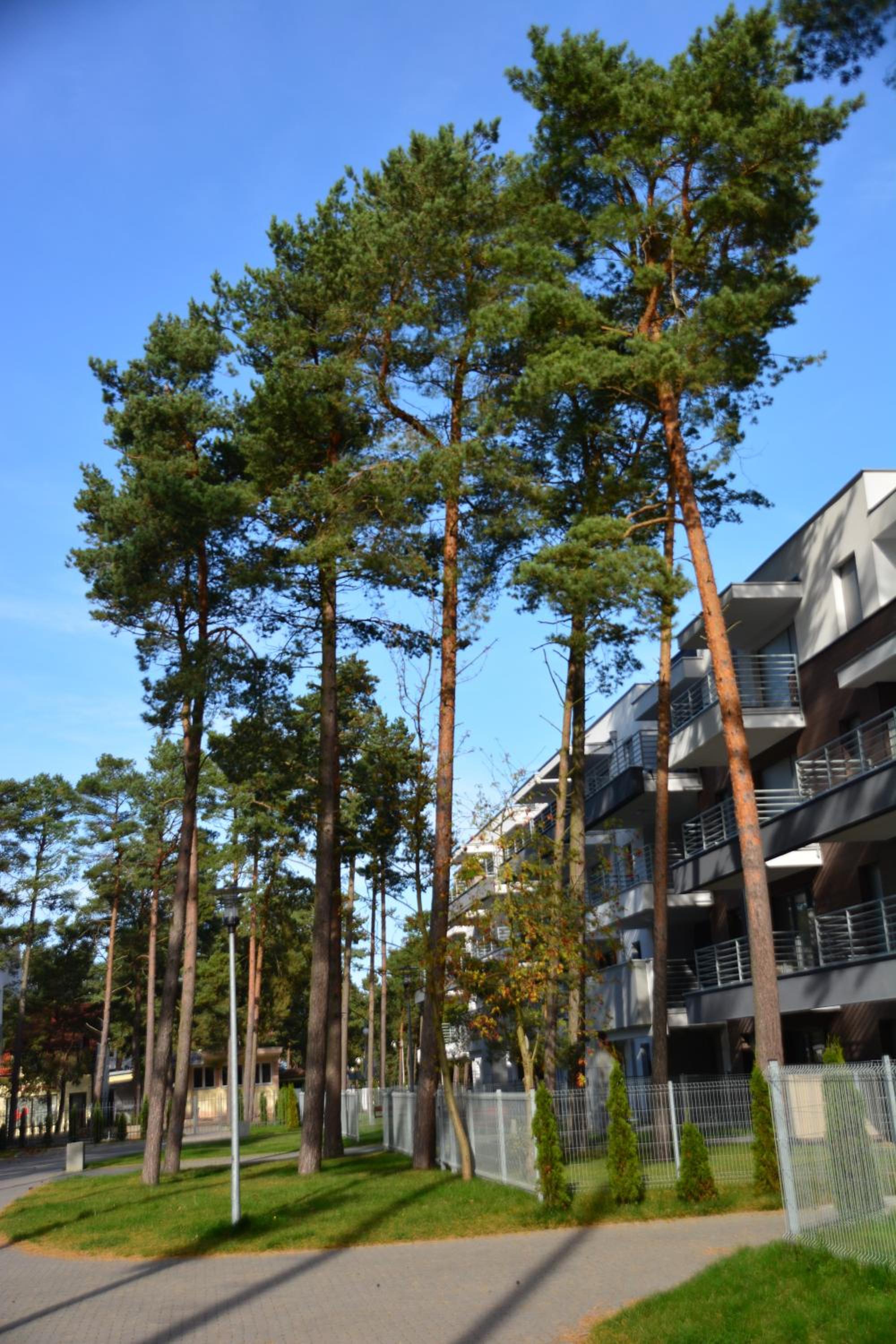 Apartament Pod Sosnami view 2