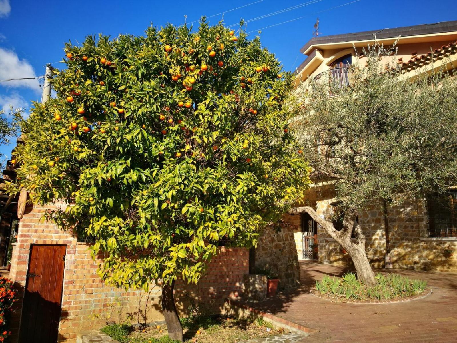 La Ginestra