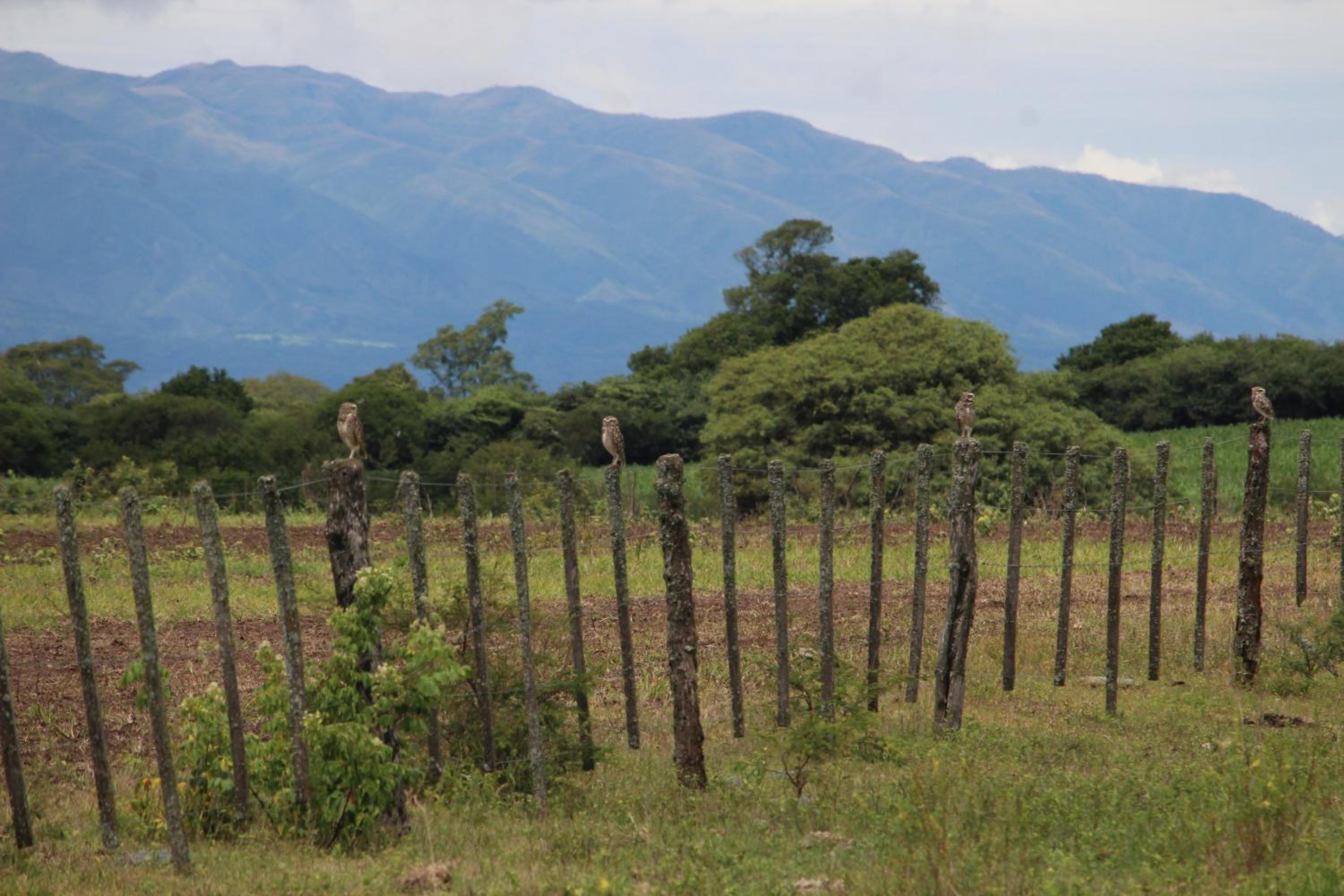 Casa de Bambu Salta