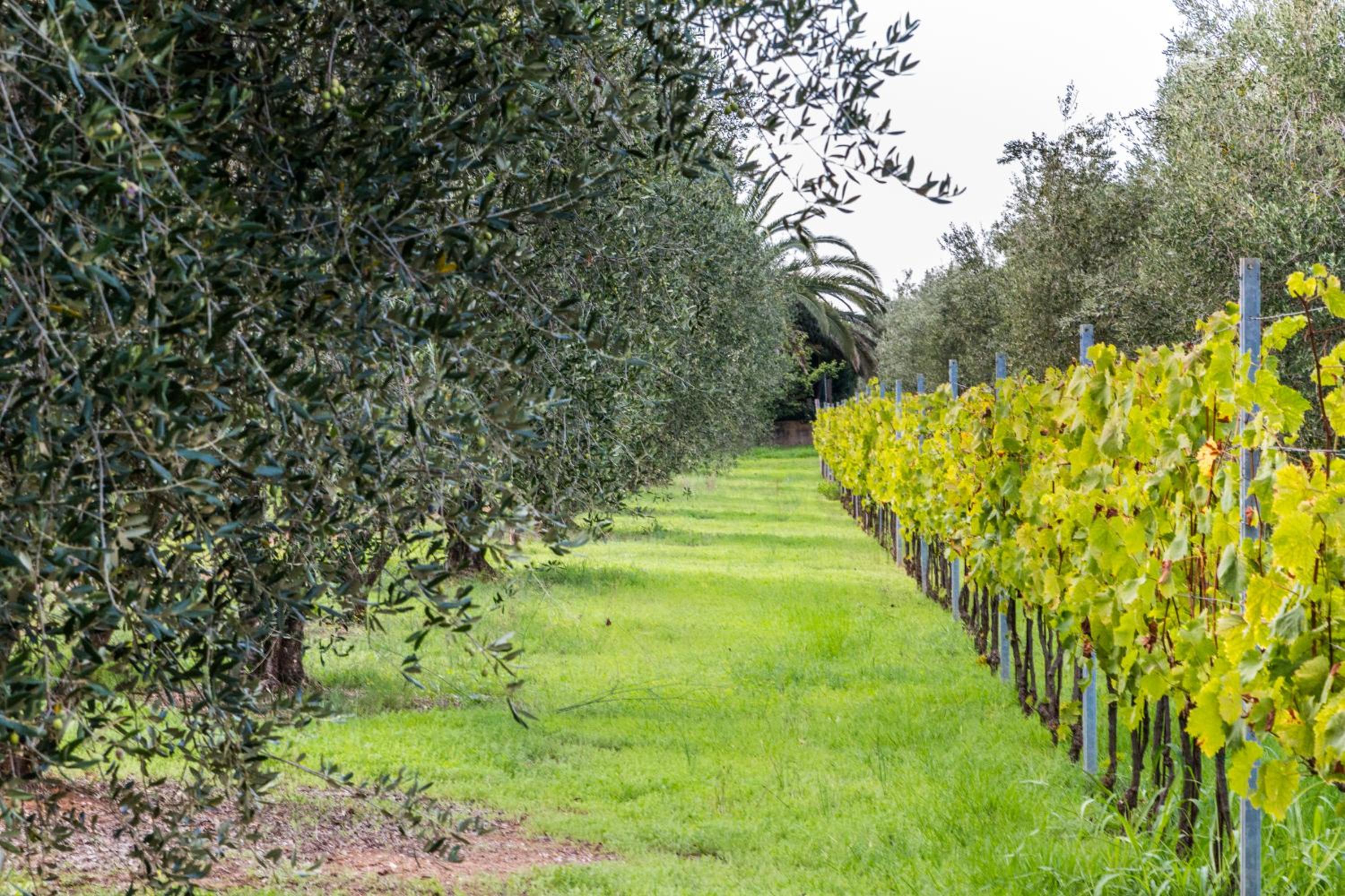 Agriturismo Villa Isa view 3