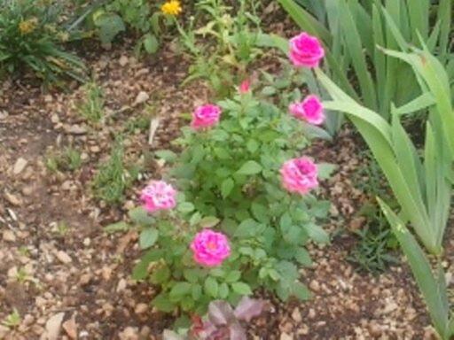 Photo 14