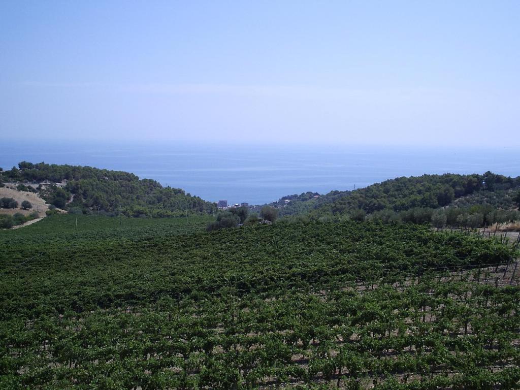 Photo 59