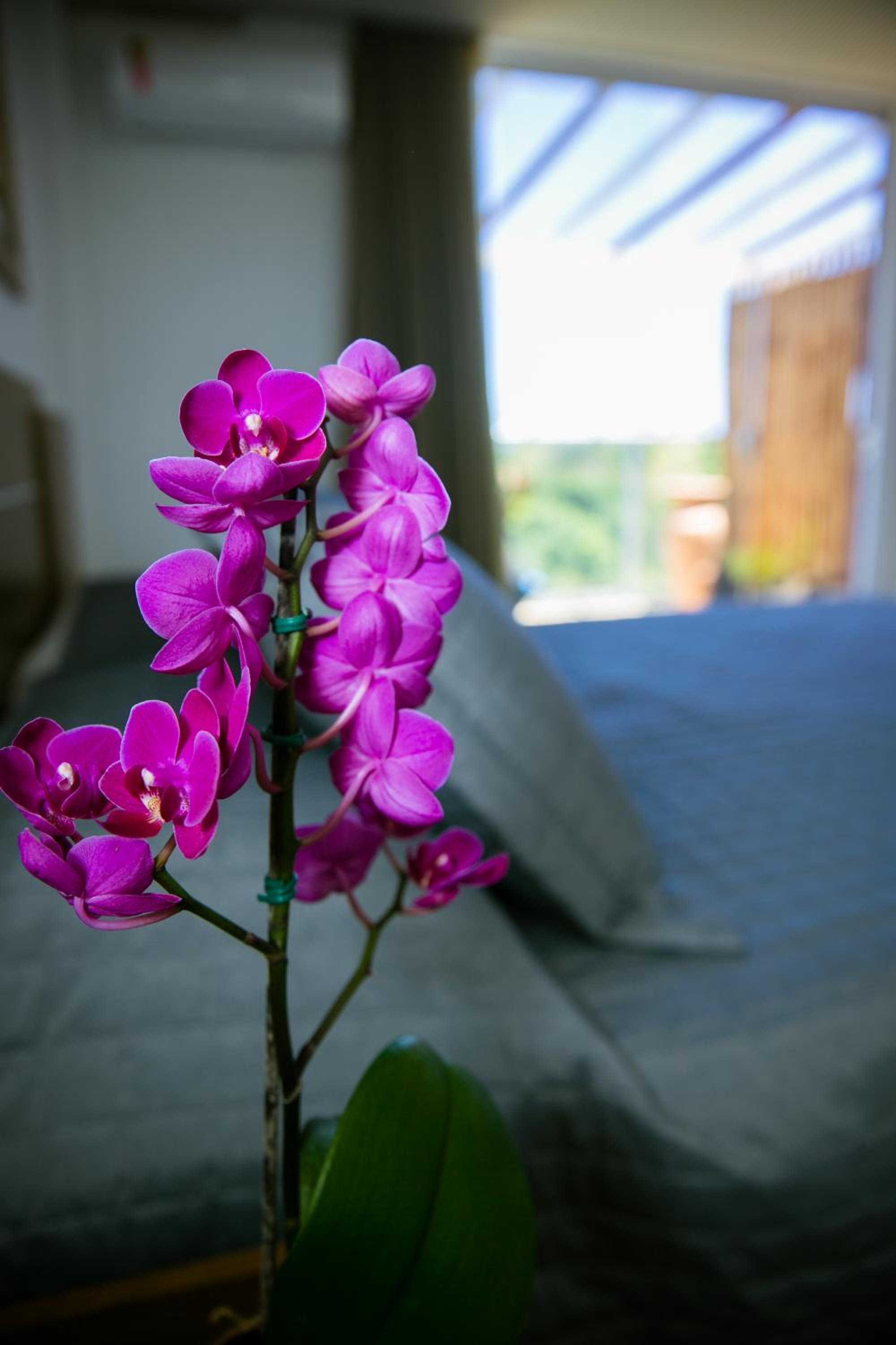 Orquídea Café