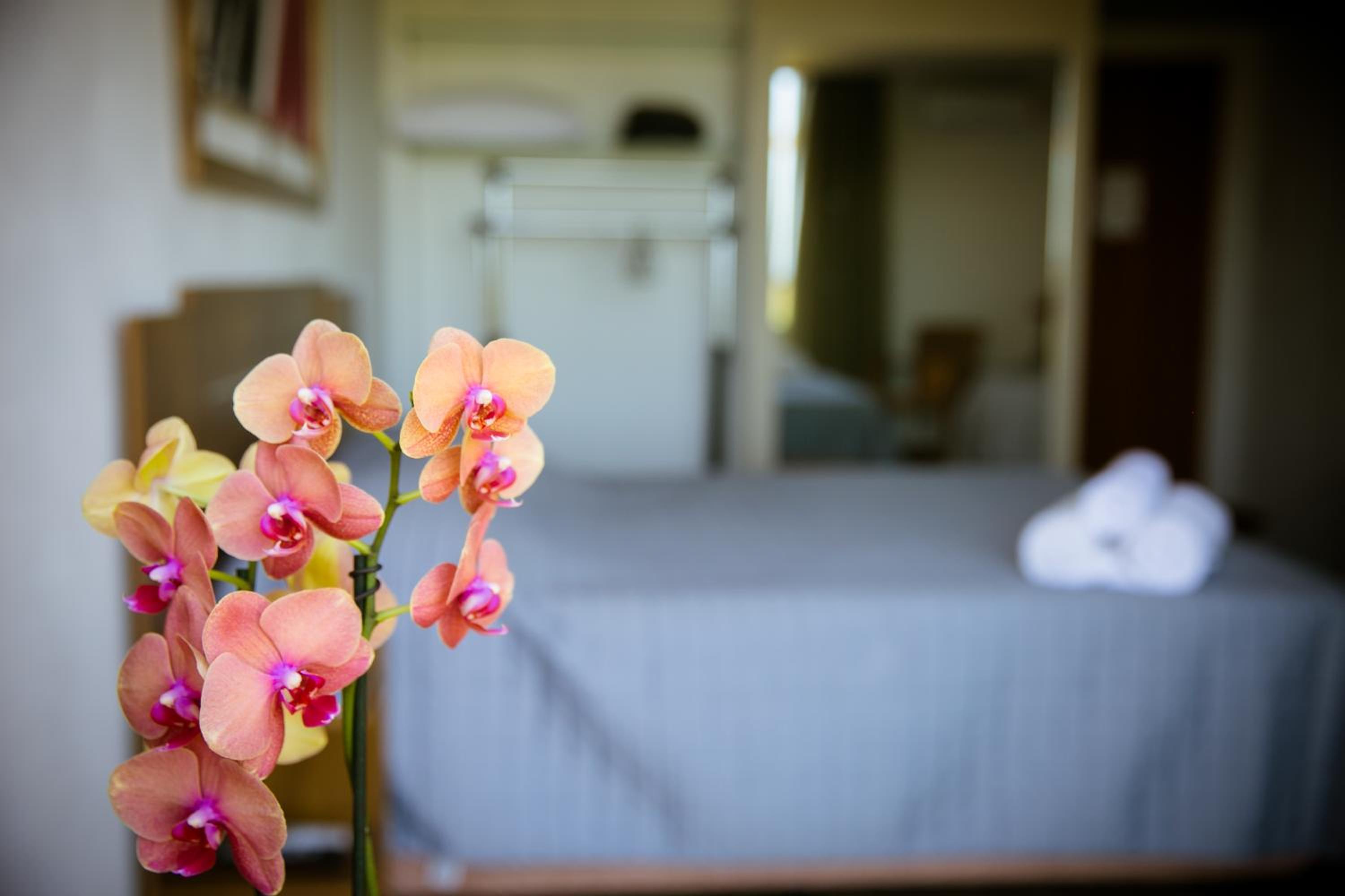 Orquídea Café