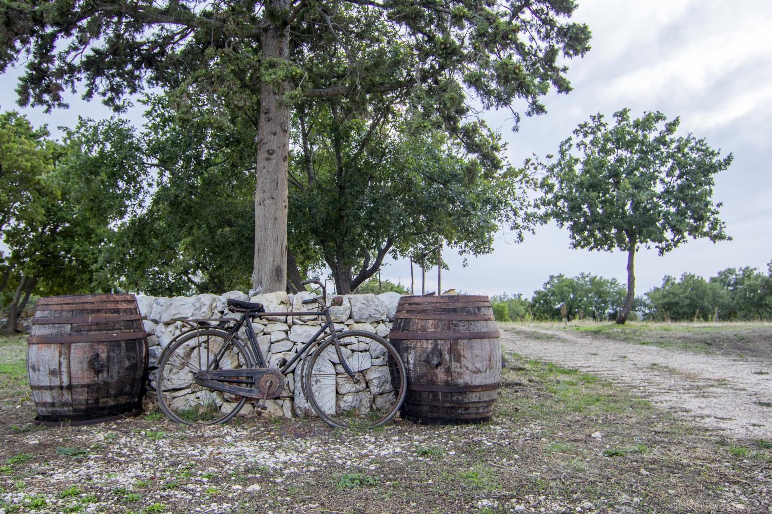 Tenuta Tedone Consolini