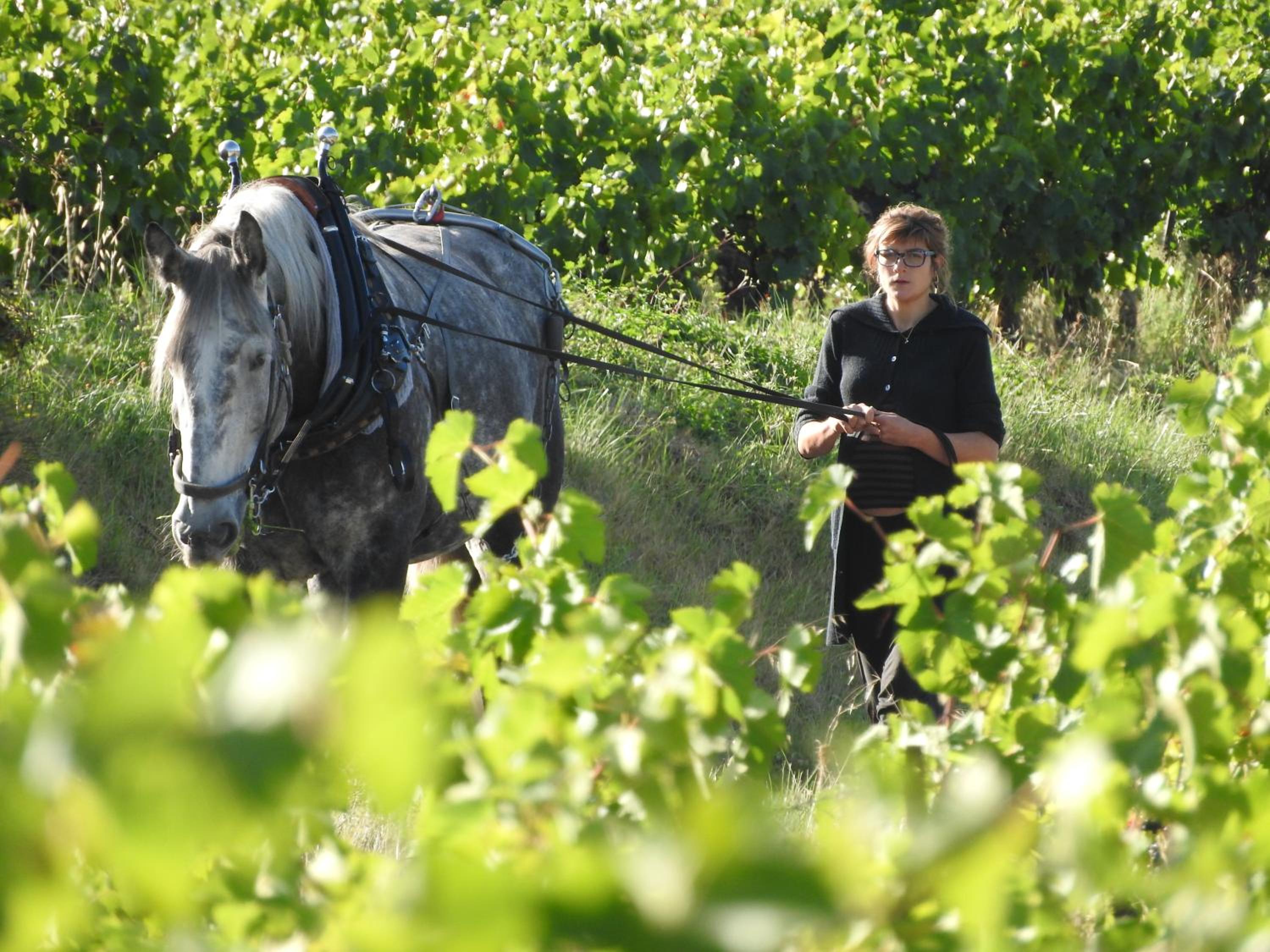 Domaine Houillon