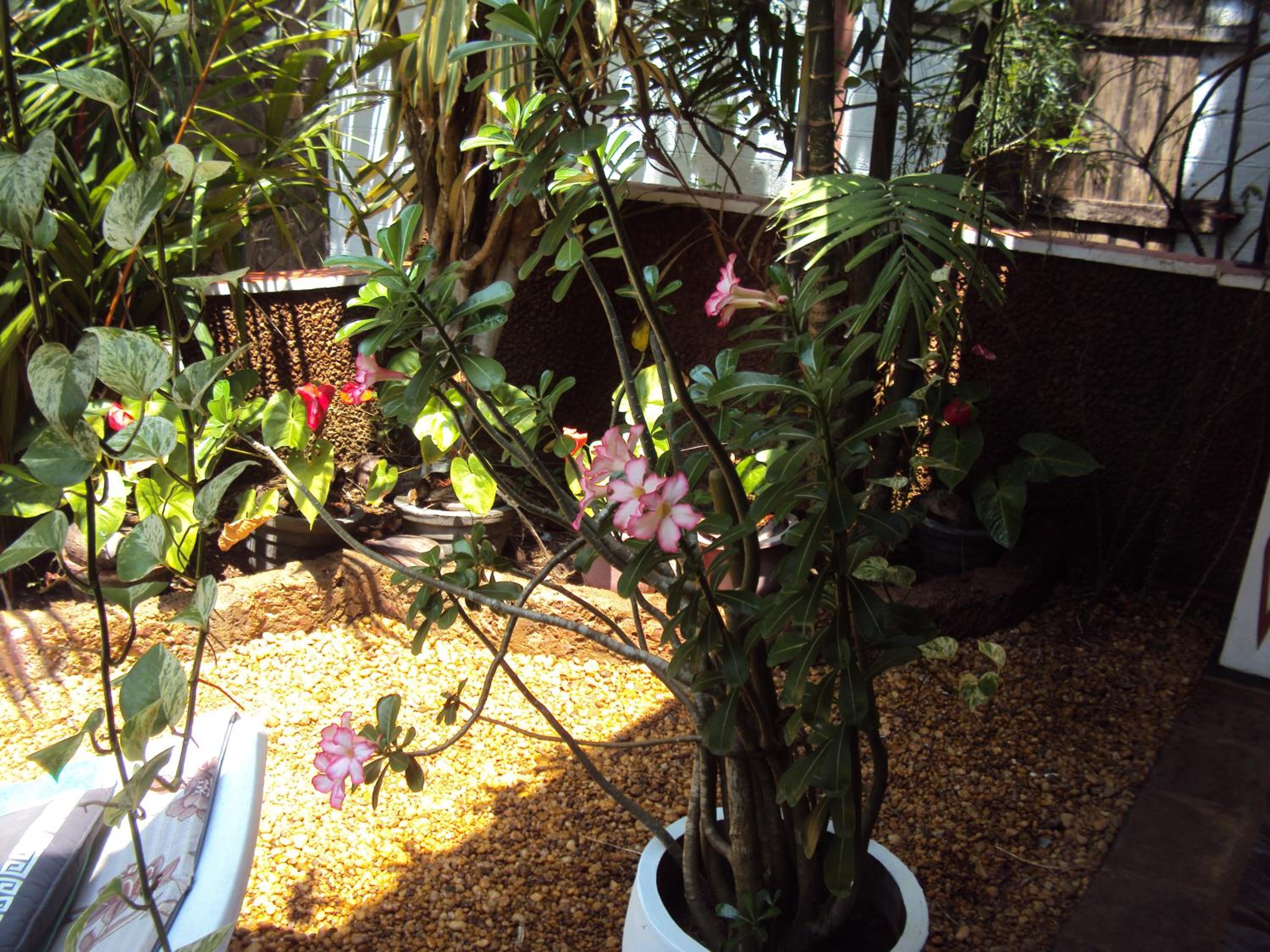 Angel Villa