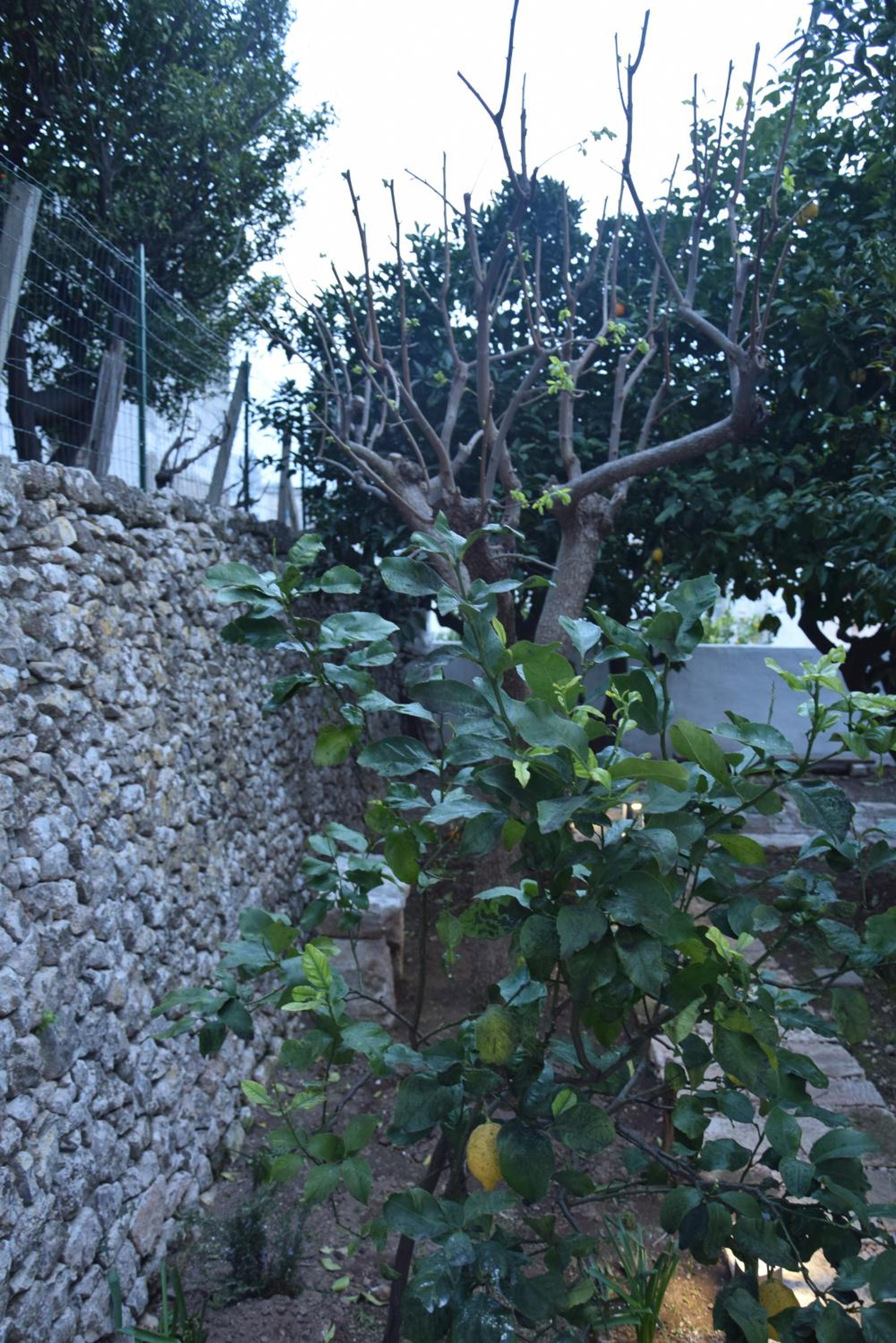 Photo 43