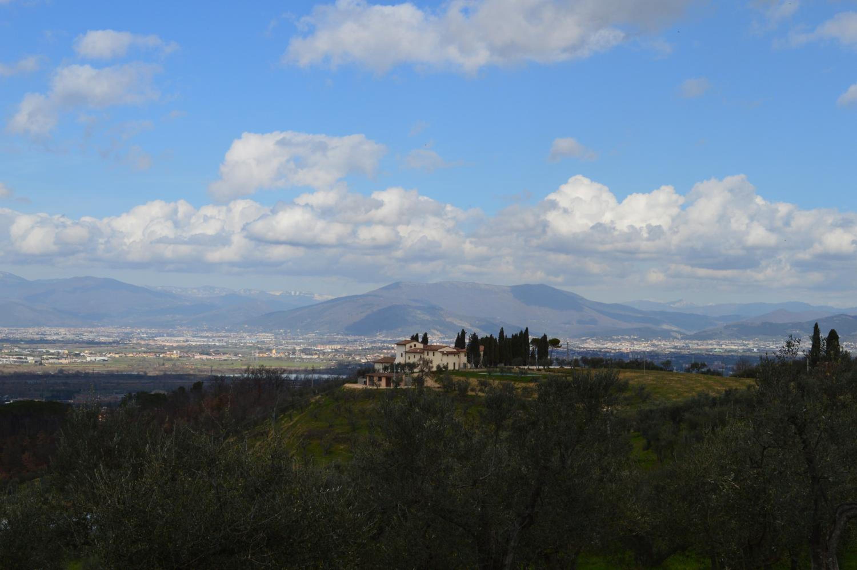 Olmofiorito