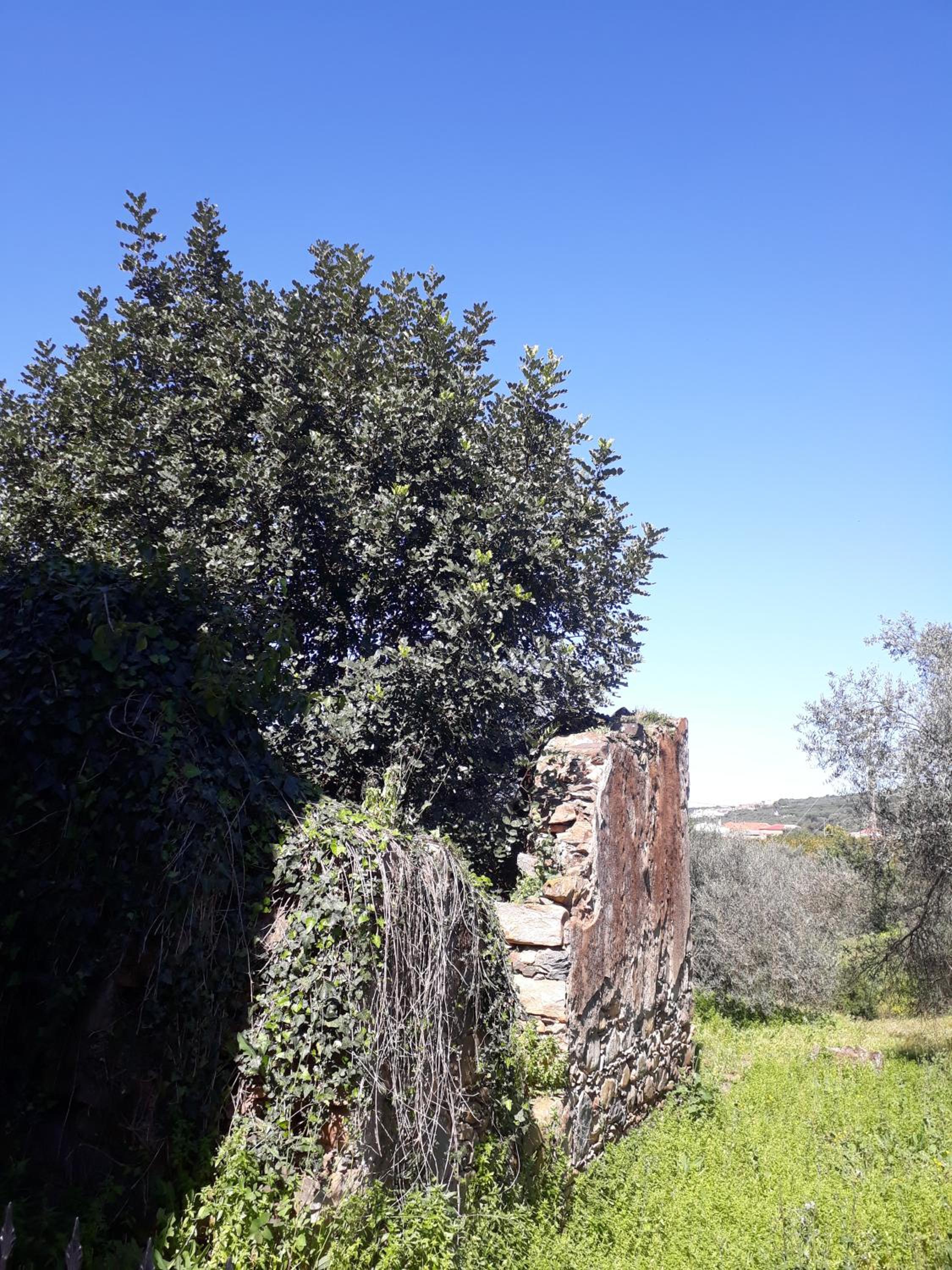 Hidden House in Nature view 4