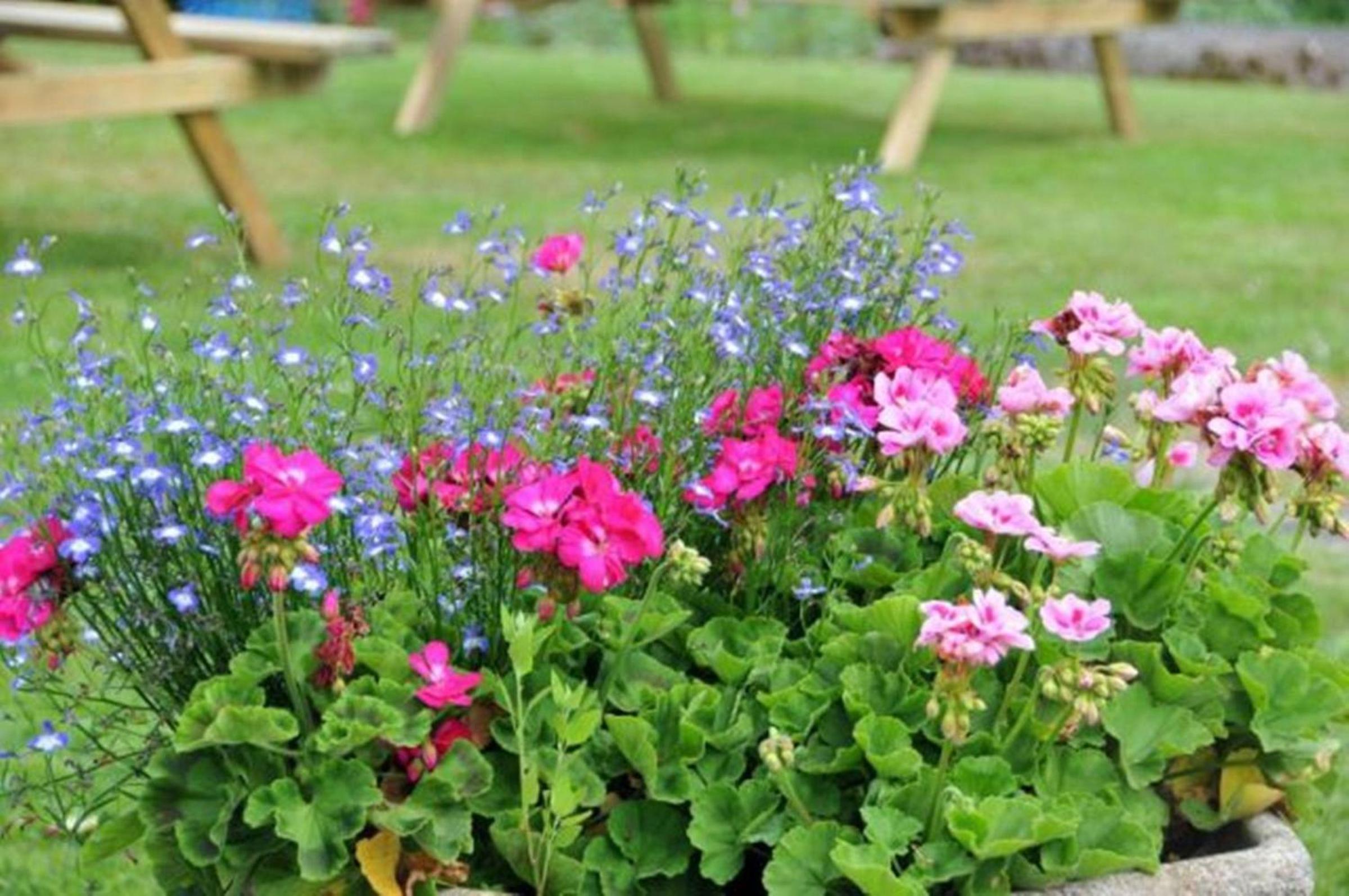 garden