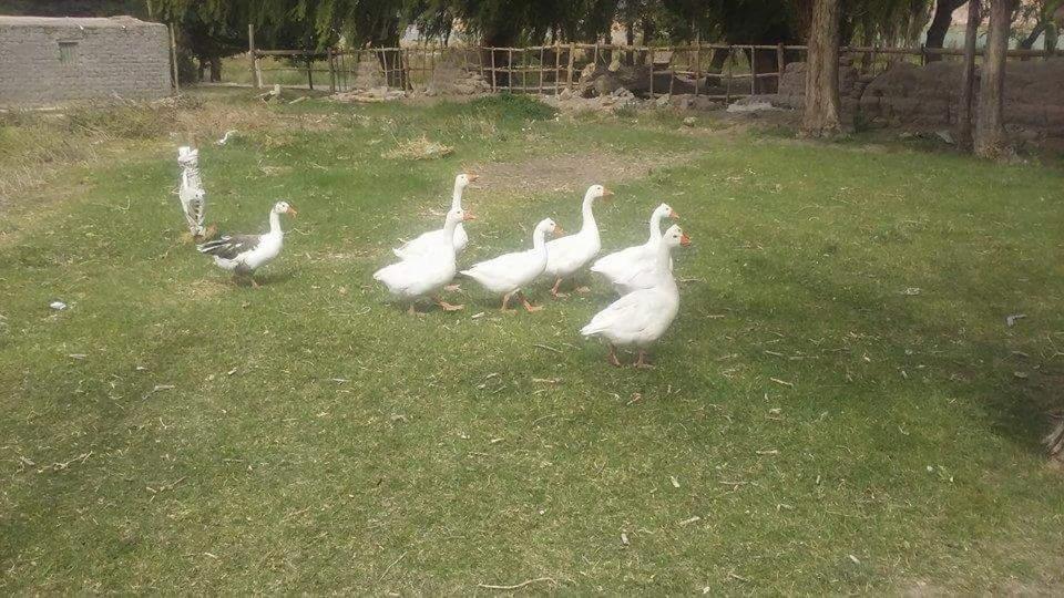 children's play area