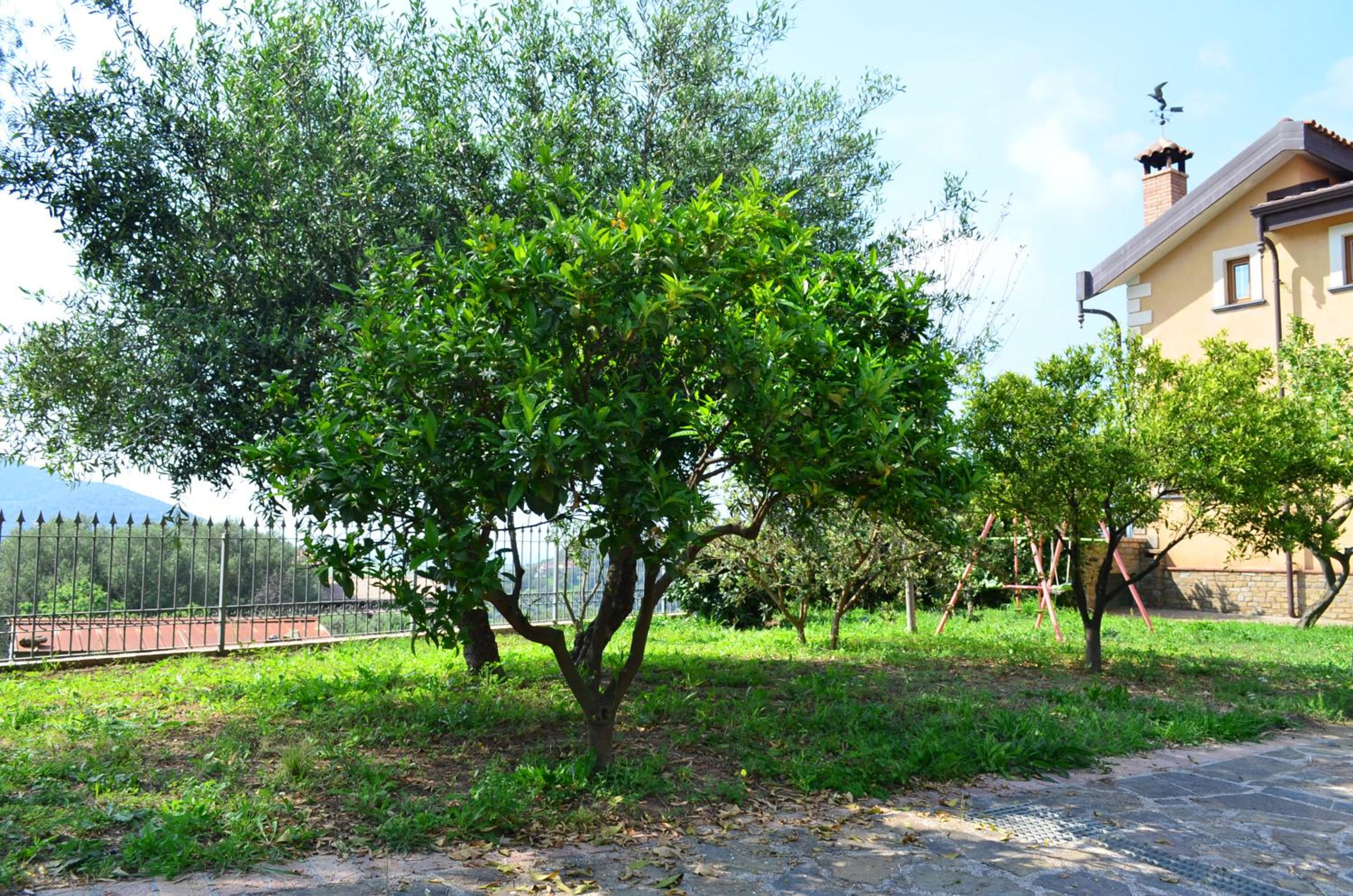 Le Cicale