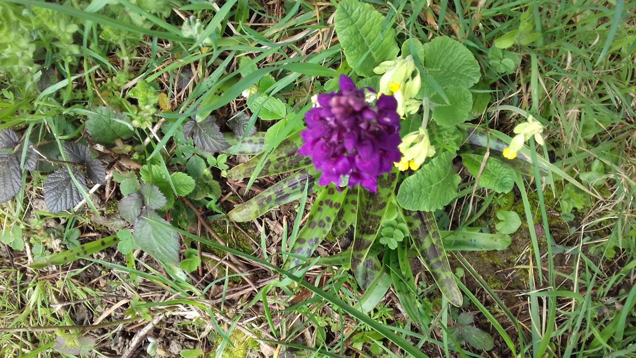 Au Jardin Des Violettes view 5
