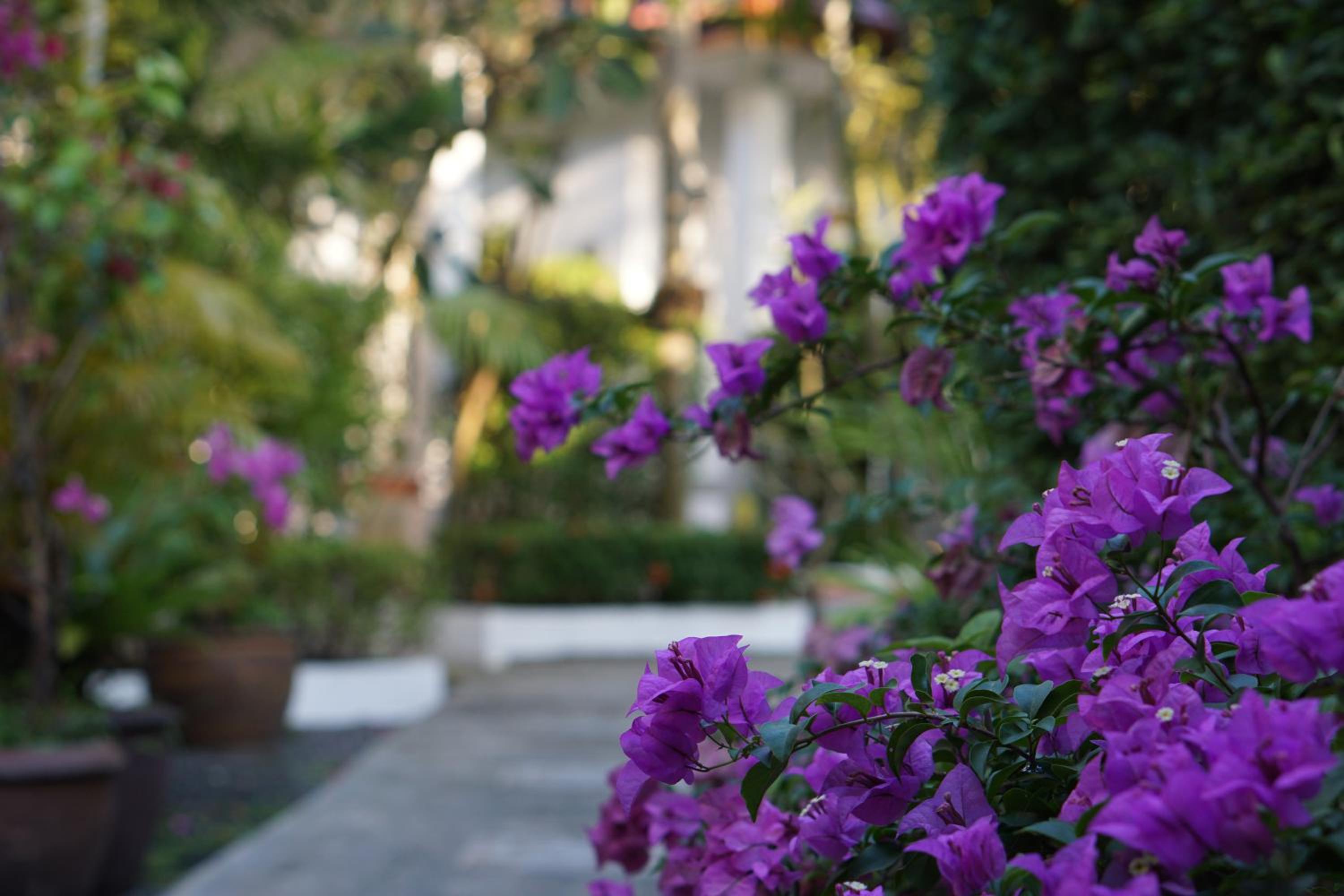 garden