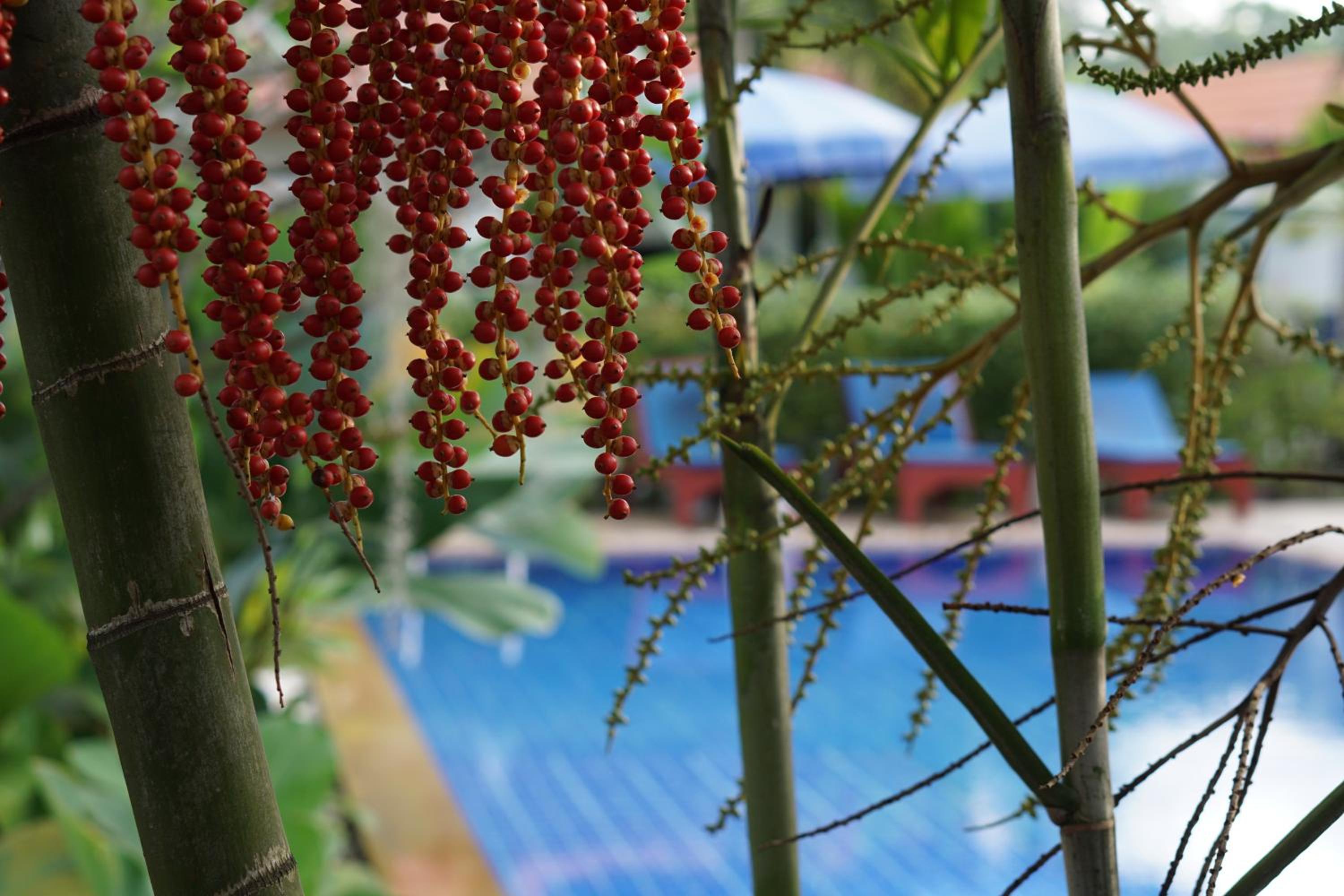 Bangtao Varee Beach — 12